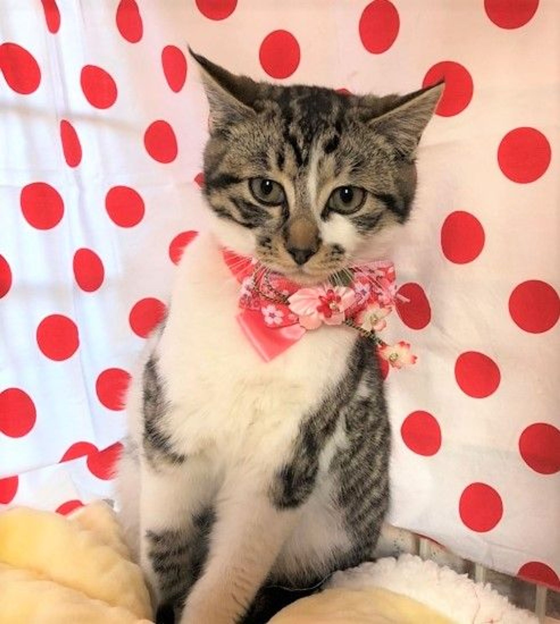 雑種（ミックス猫）・メスの里親募集の写真