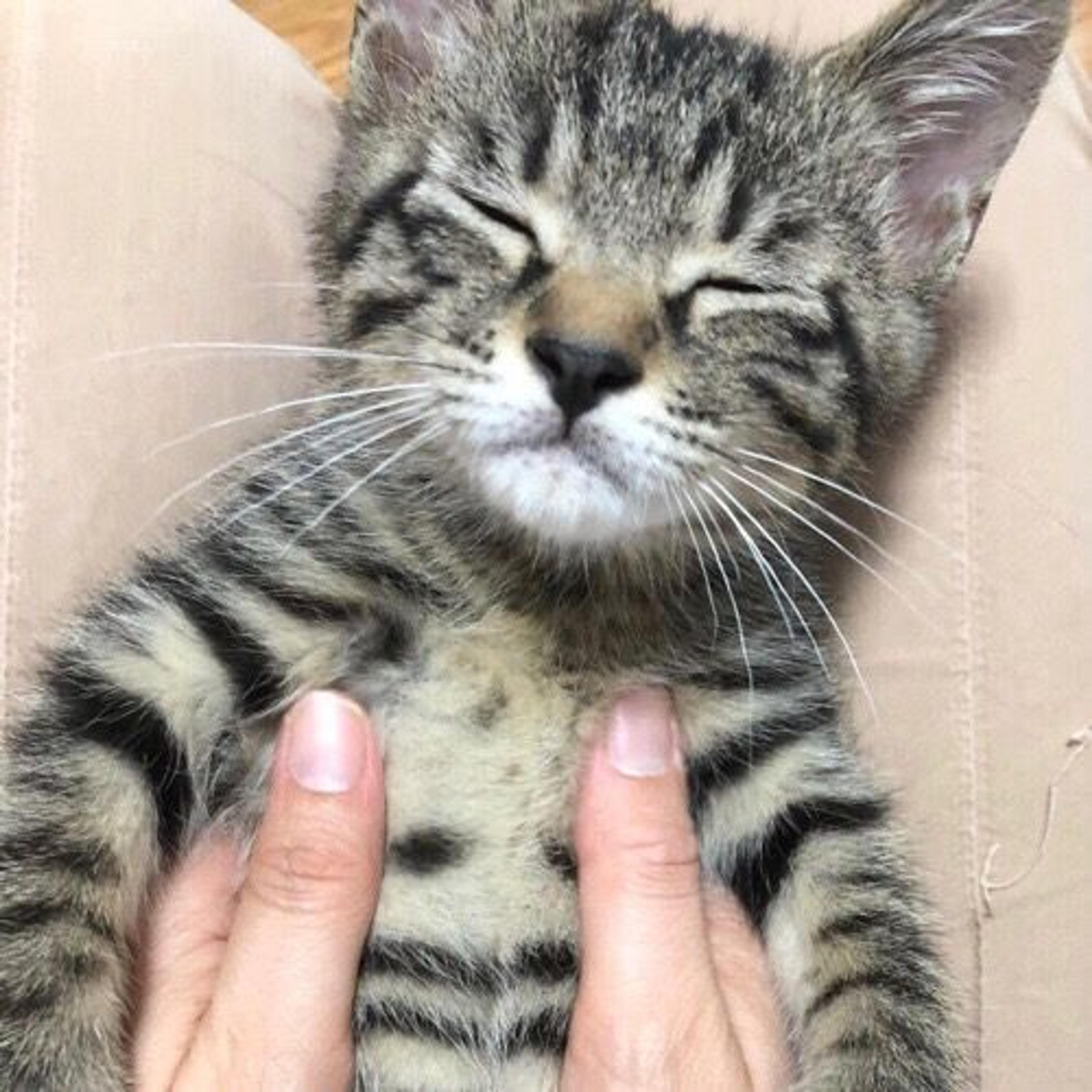 pet-image-3