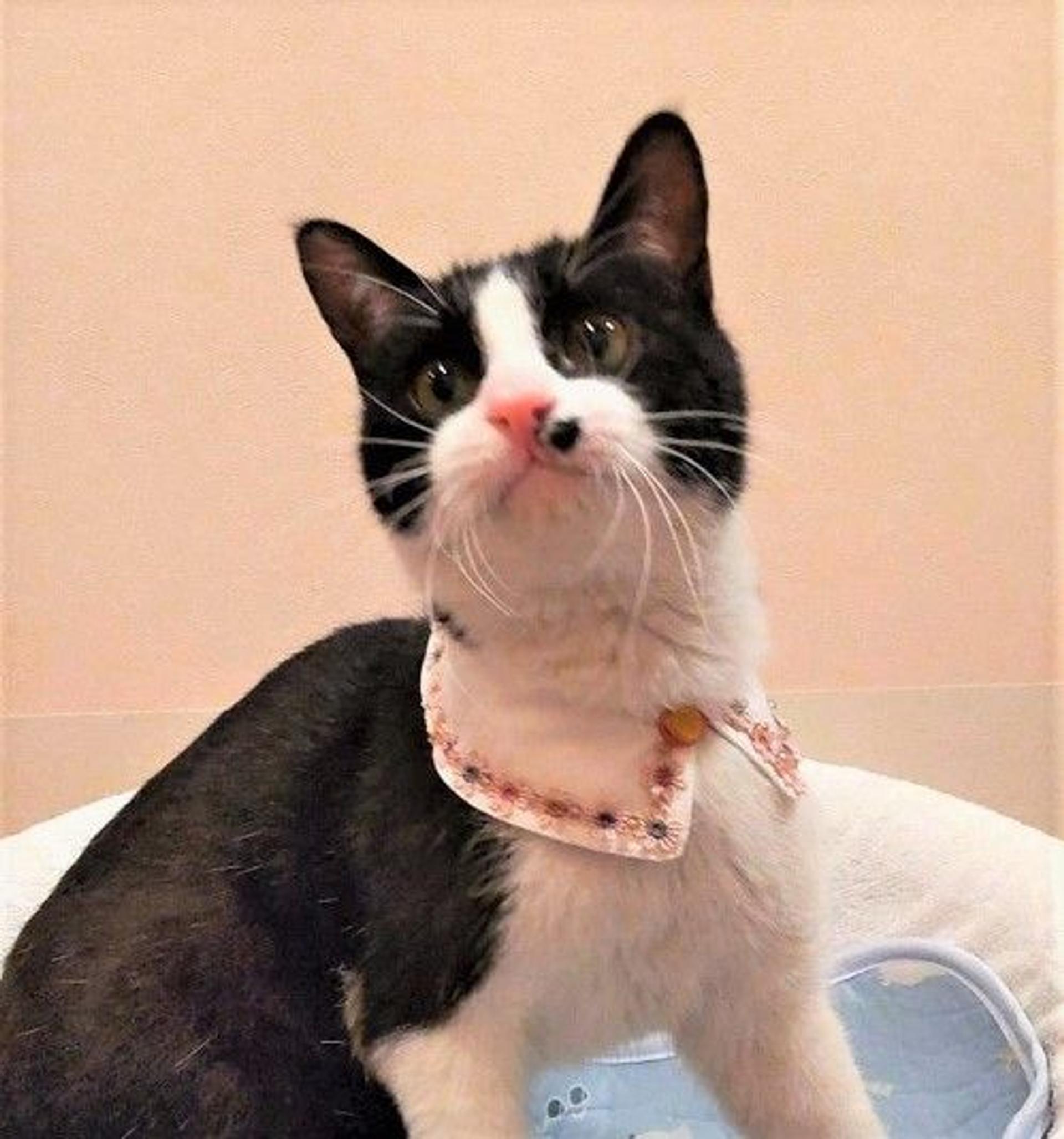 pet-image-2