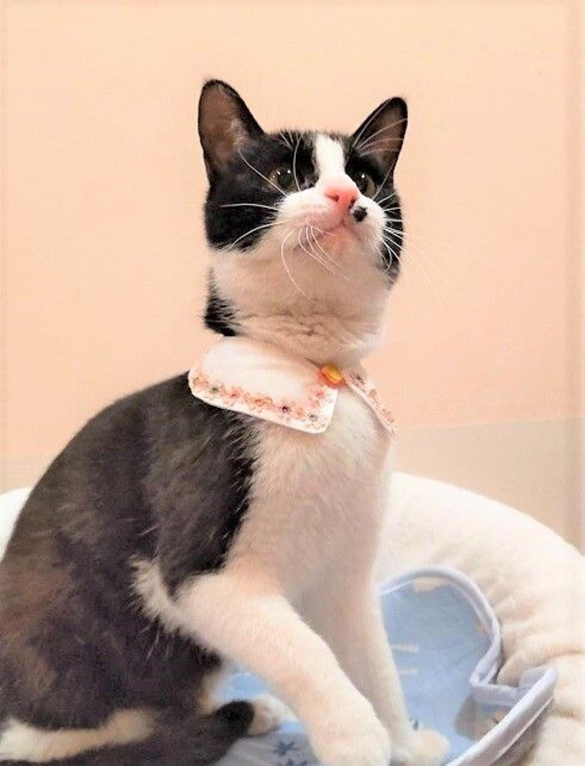 pet-image-3