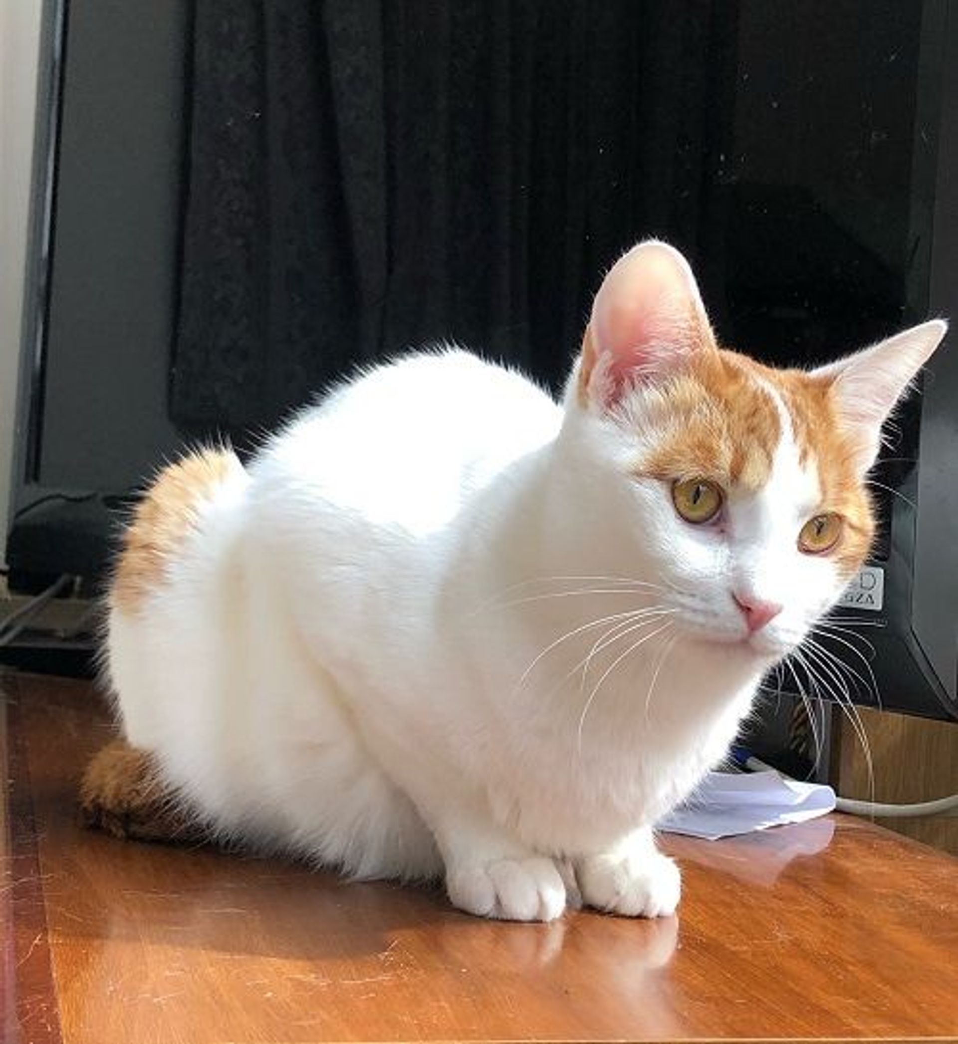 雑種（ミックス猫）・オスの里親募集の写真