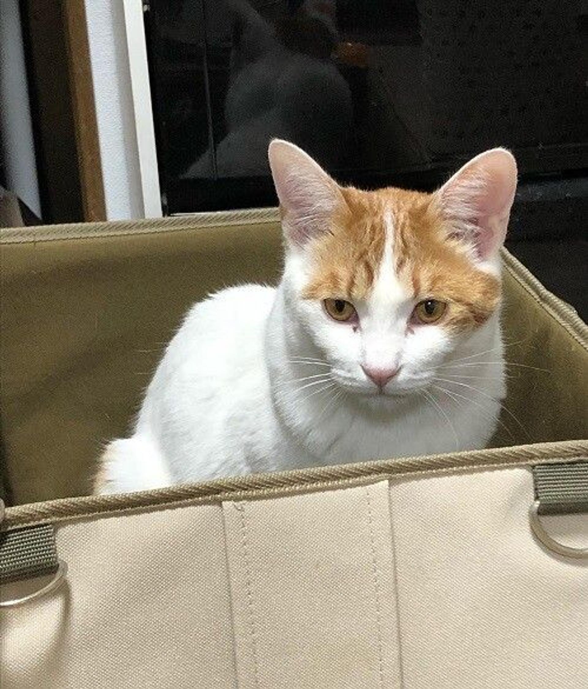 pet-image-2