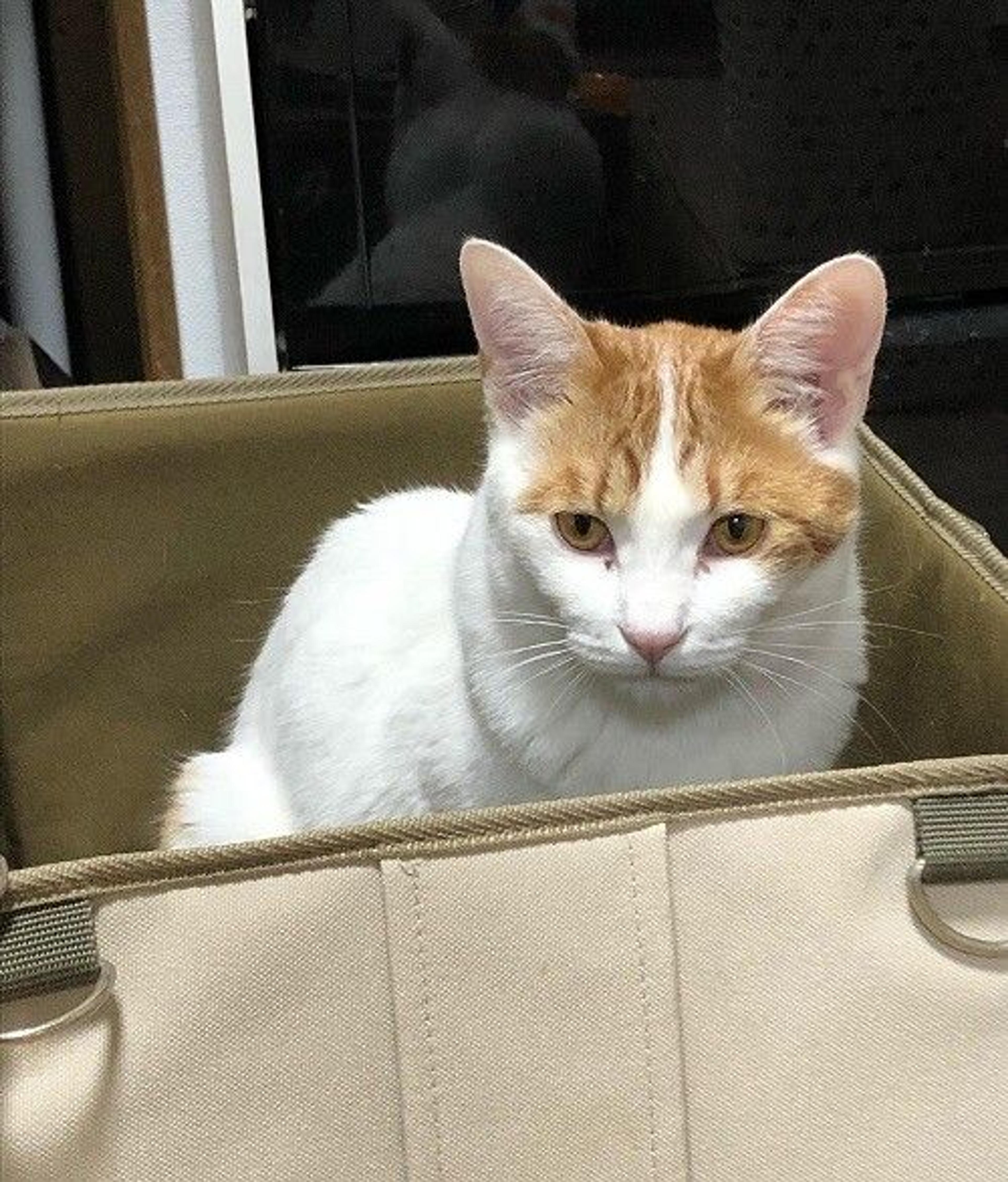 pet-image-2
