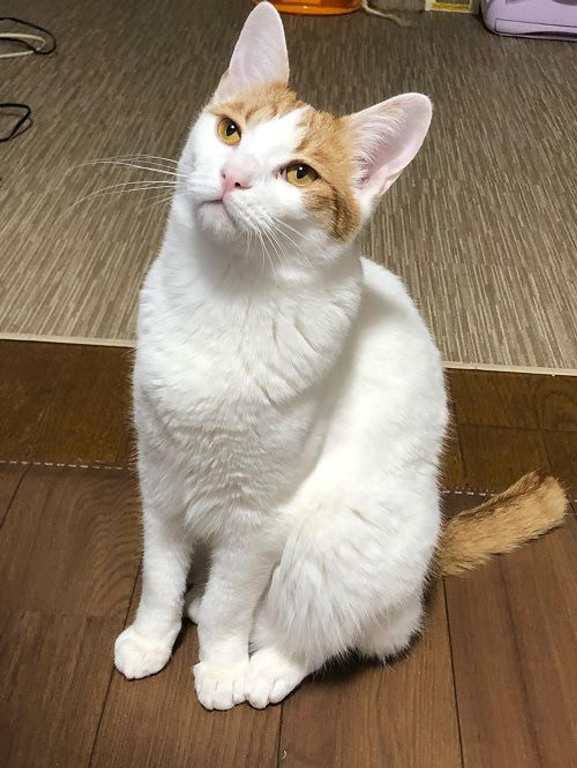 pet-image-3