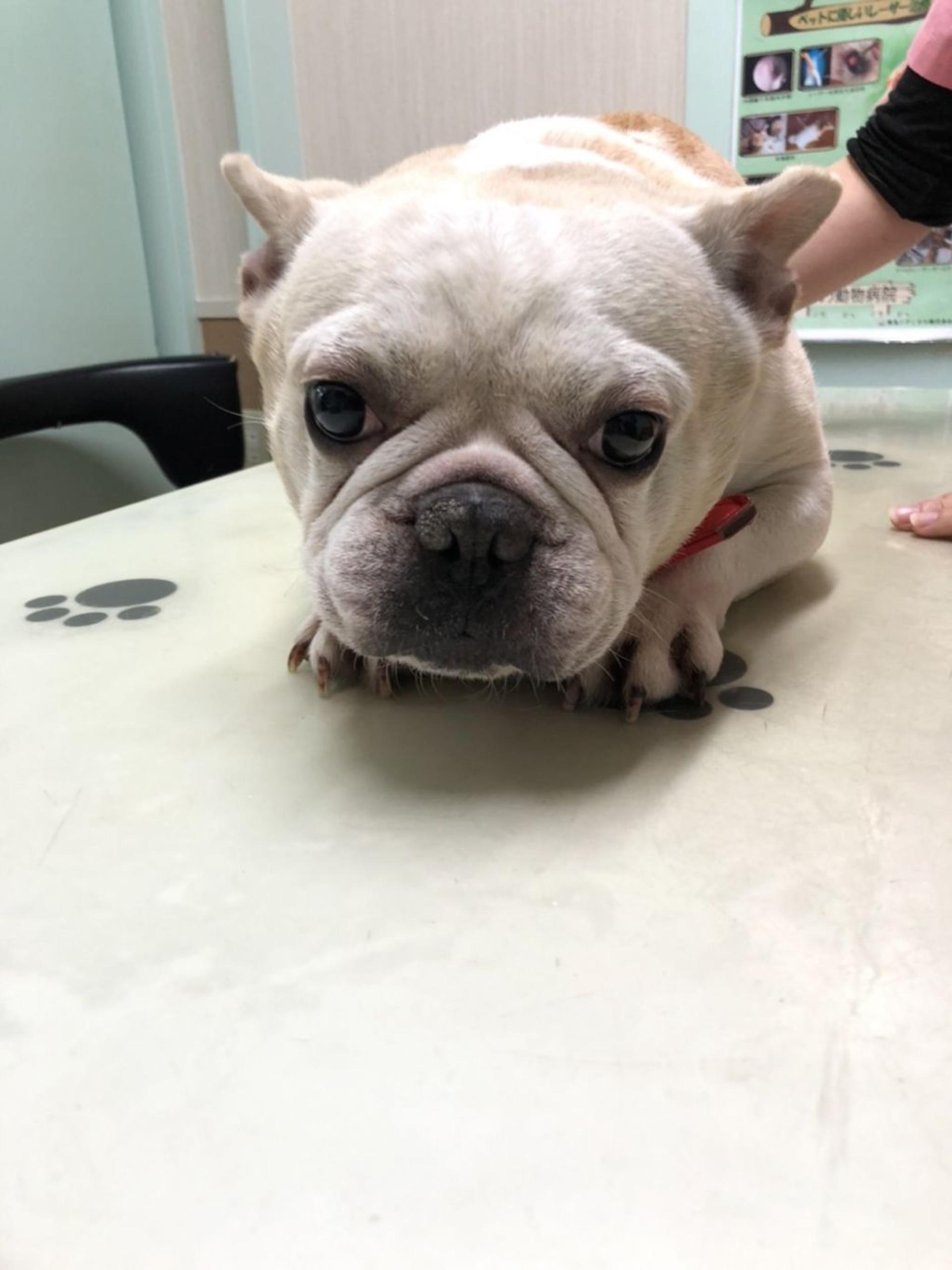 pet-image-3