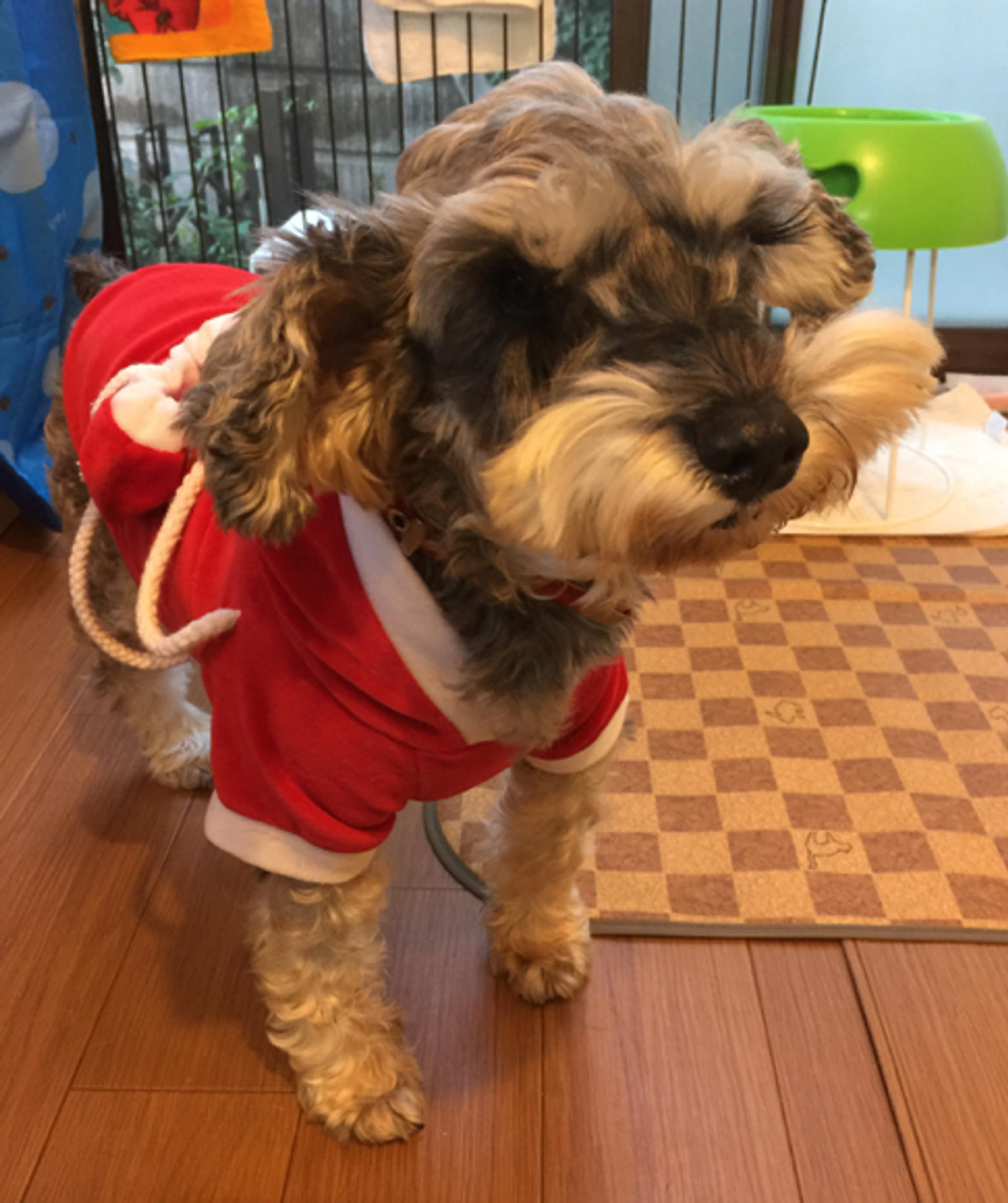 pet-image-2