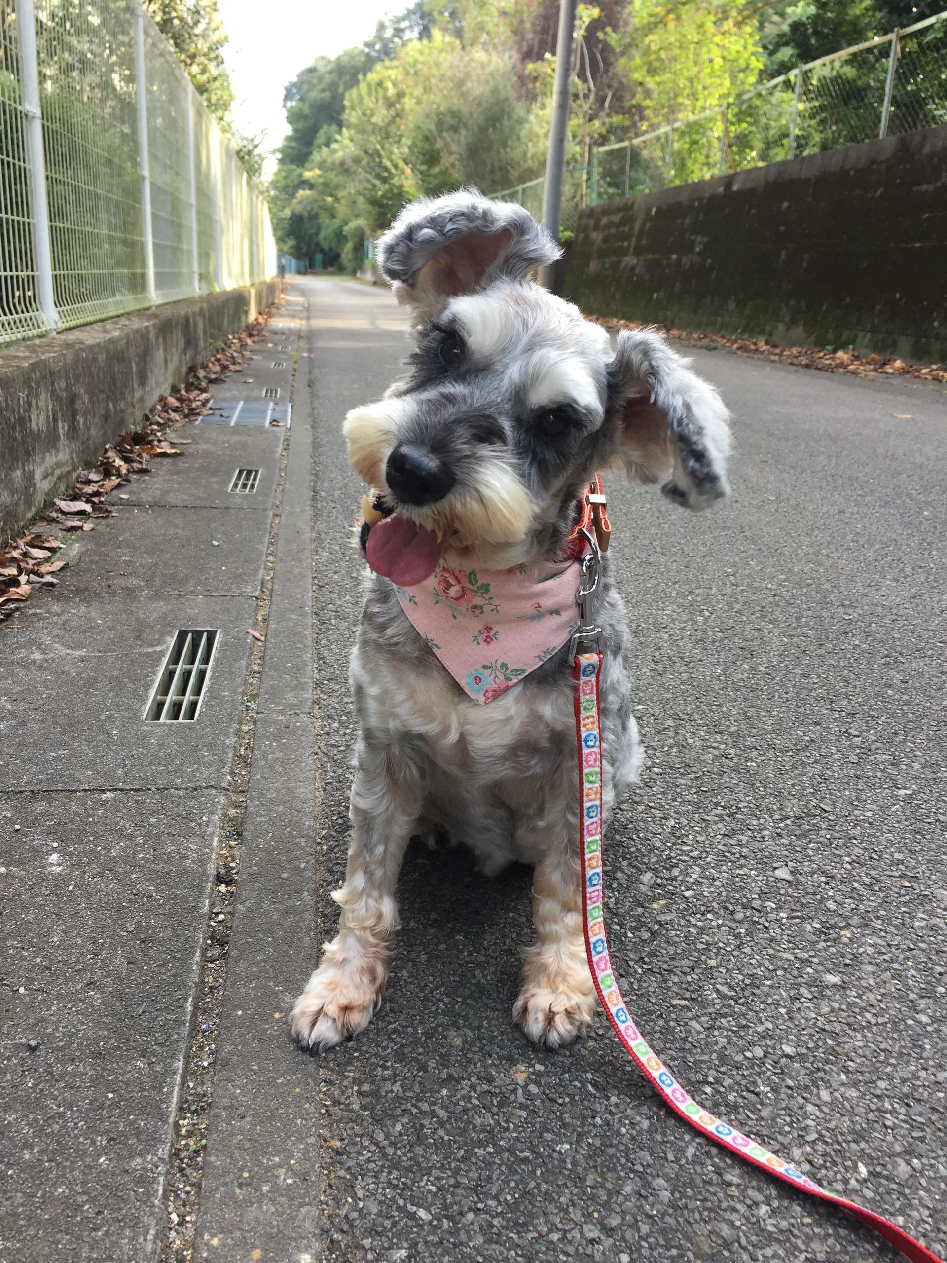 pet-image-3
