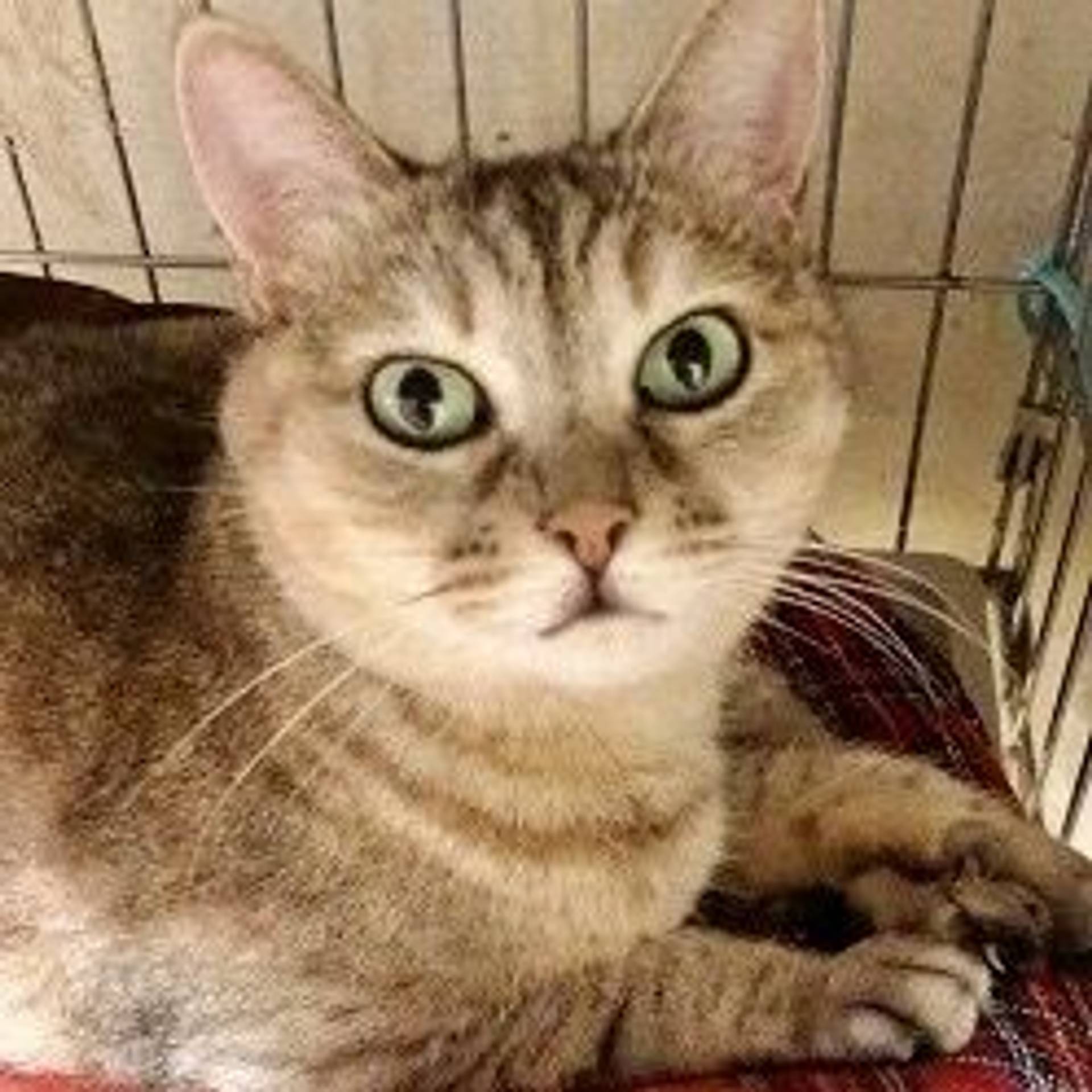 雑種（ミックス猫）・メスの里親募集の写真