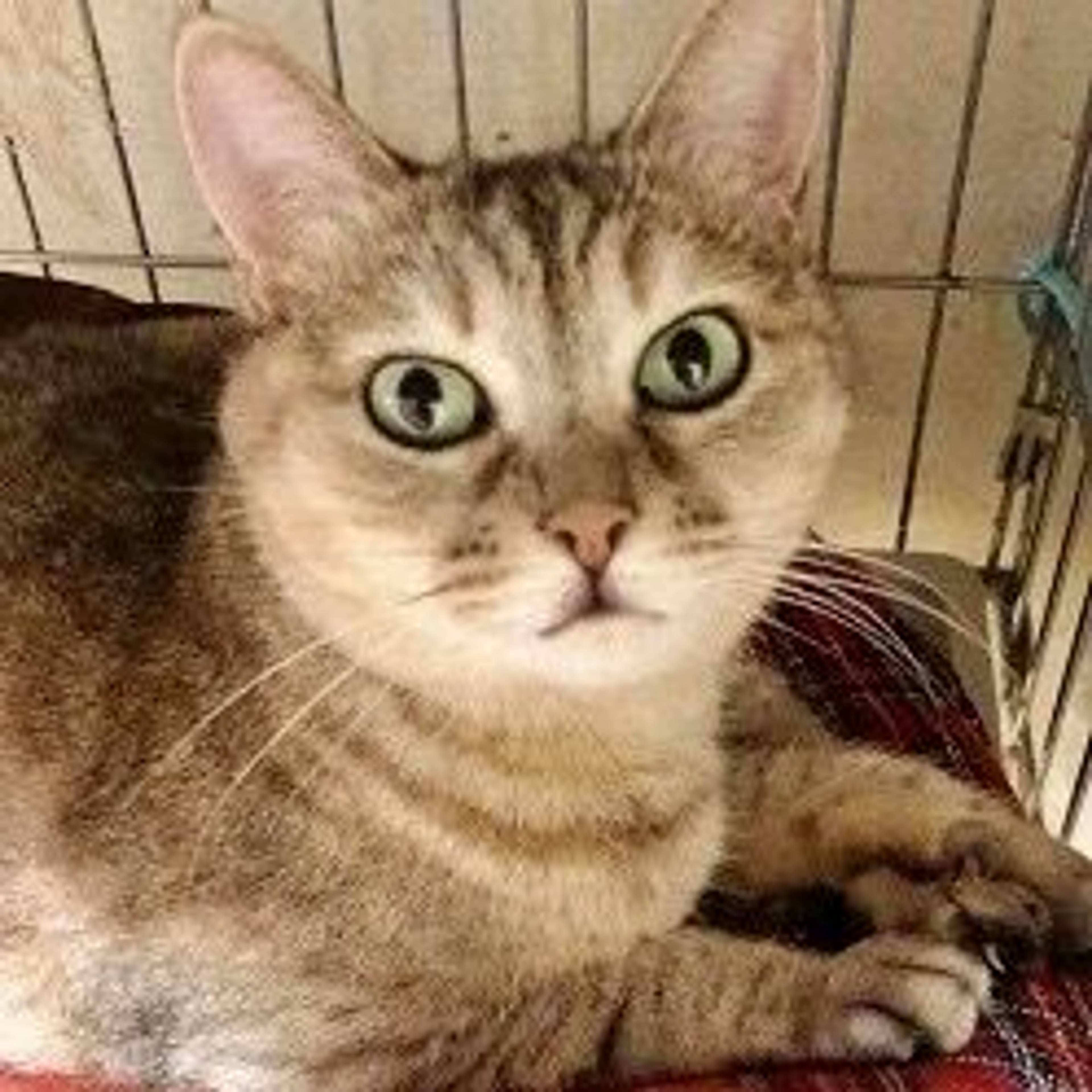 雑種（ミックス猫）・メスの里親募集の写真