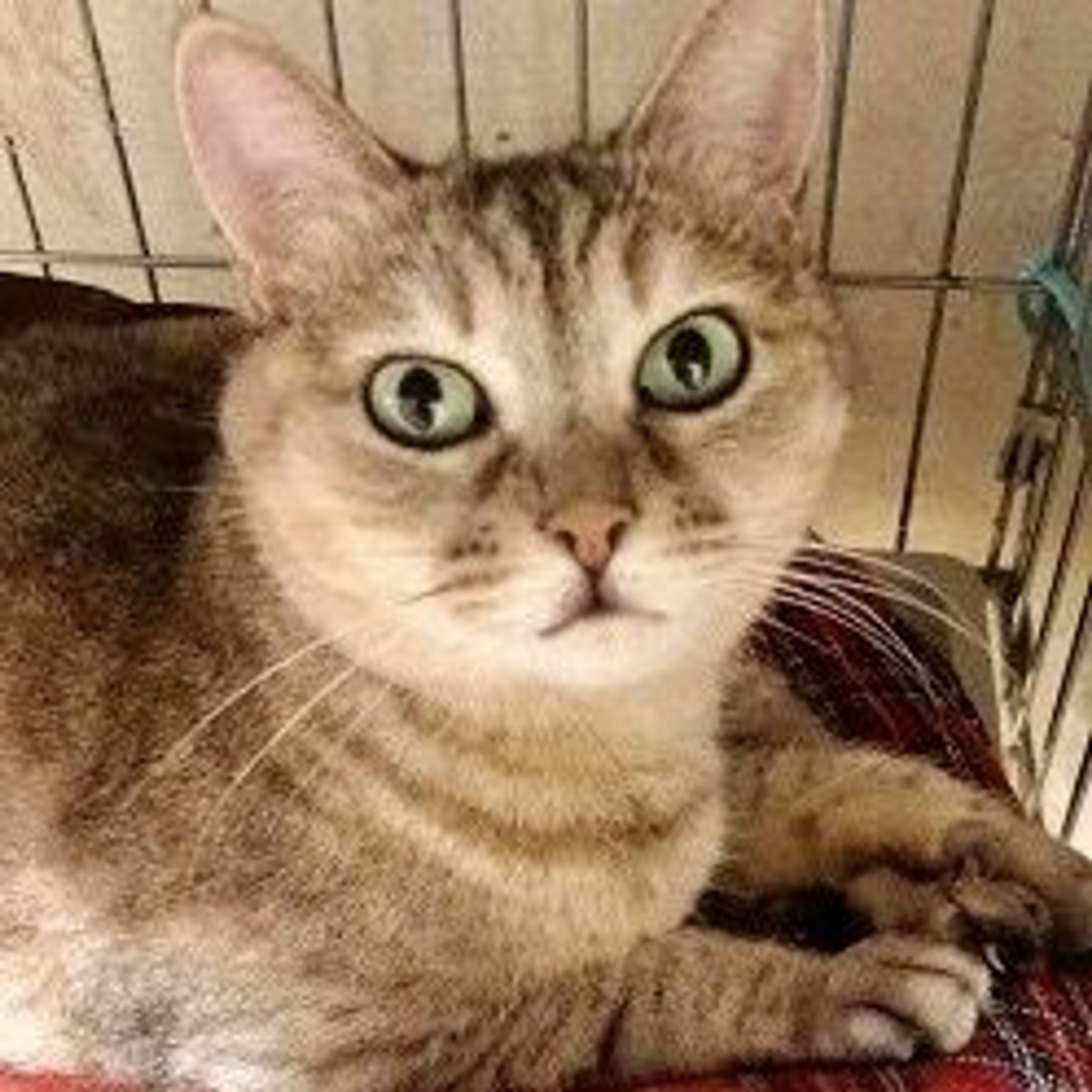 雑種（ミックス猫）・メスの里親募集の写真
