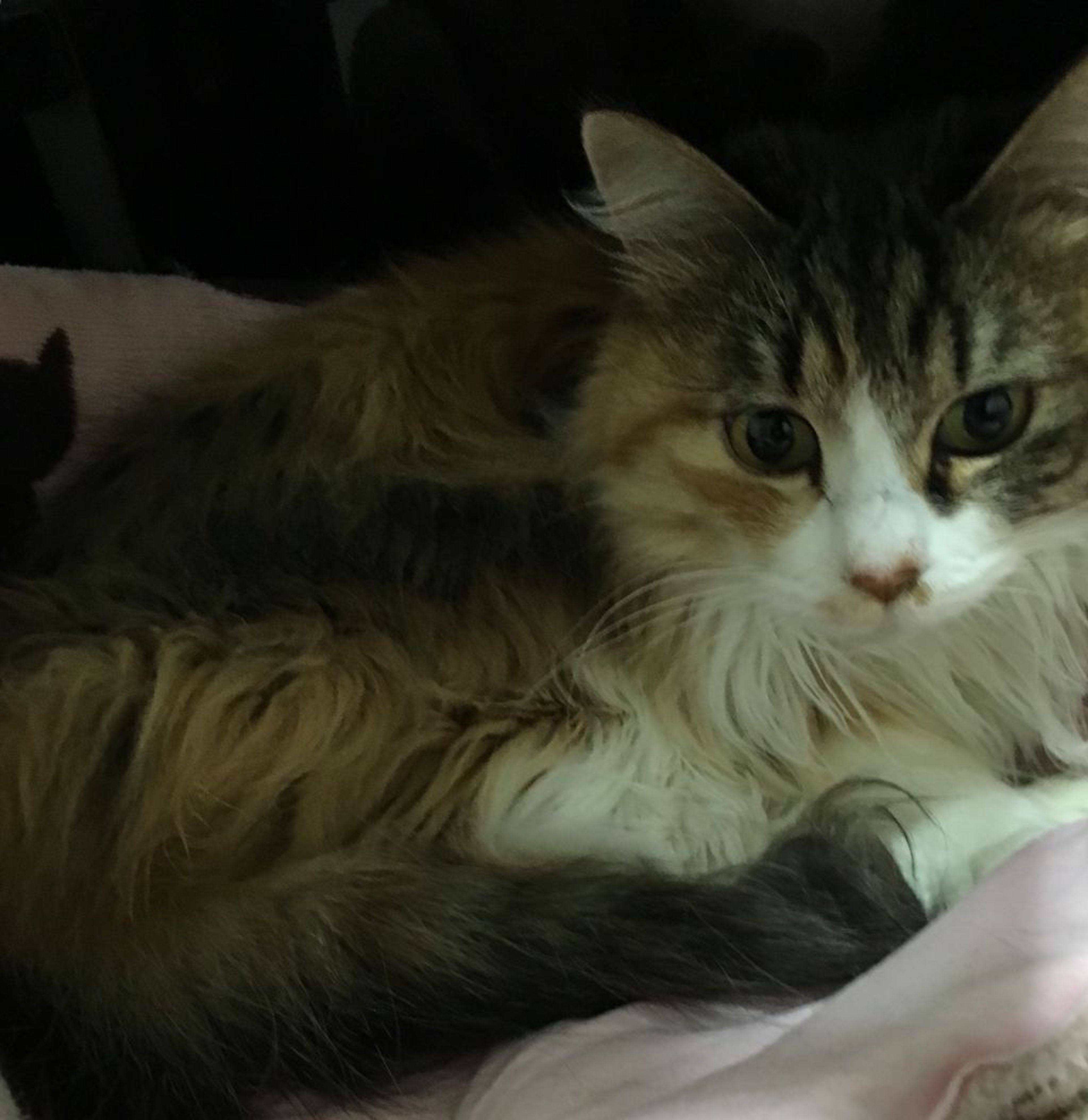 雑種（ミックス猫）・メスの里親募集の写真