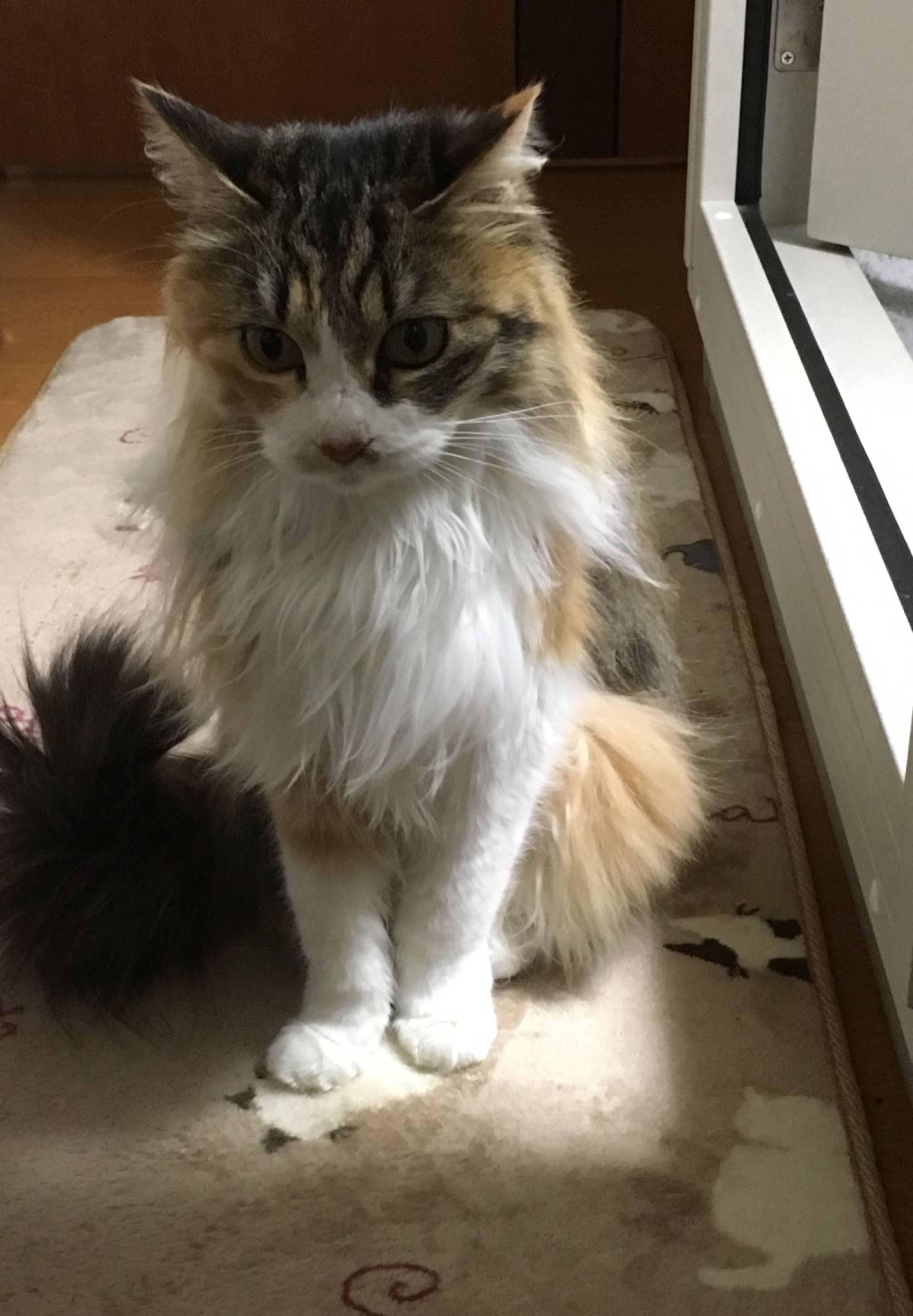 pet-image-2