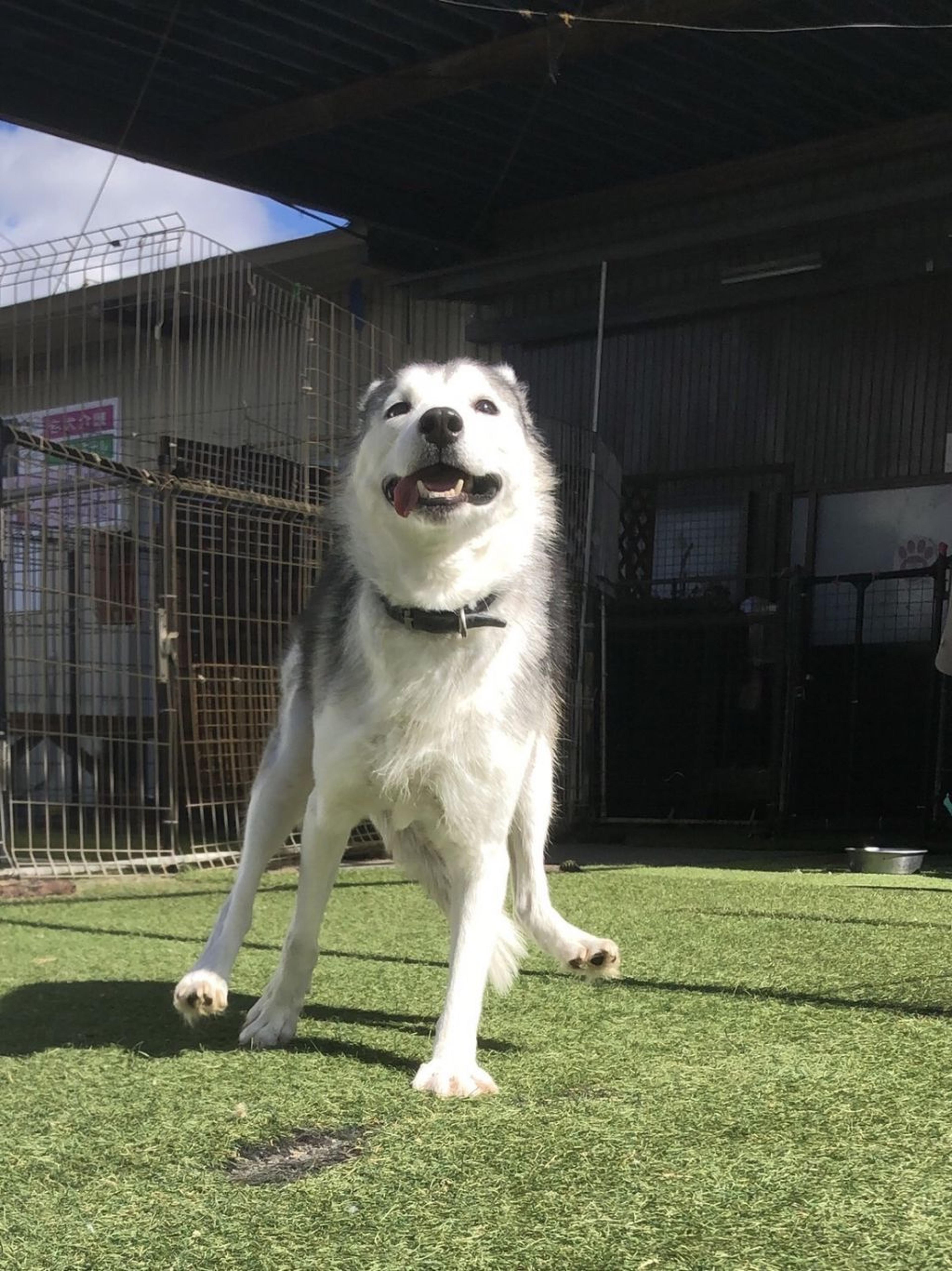 pet-image-4
