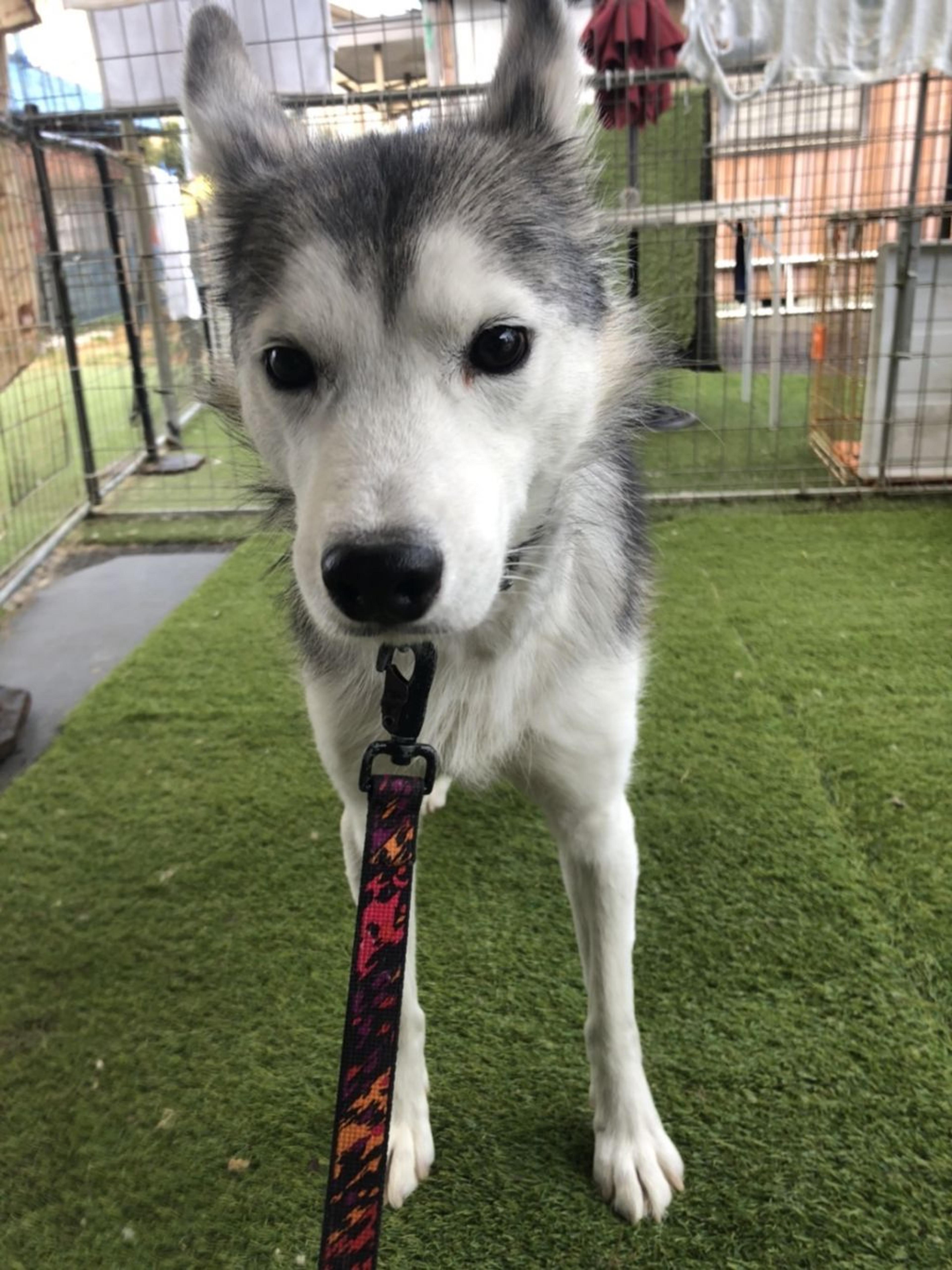 pet-image-5