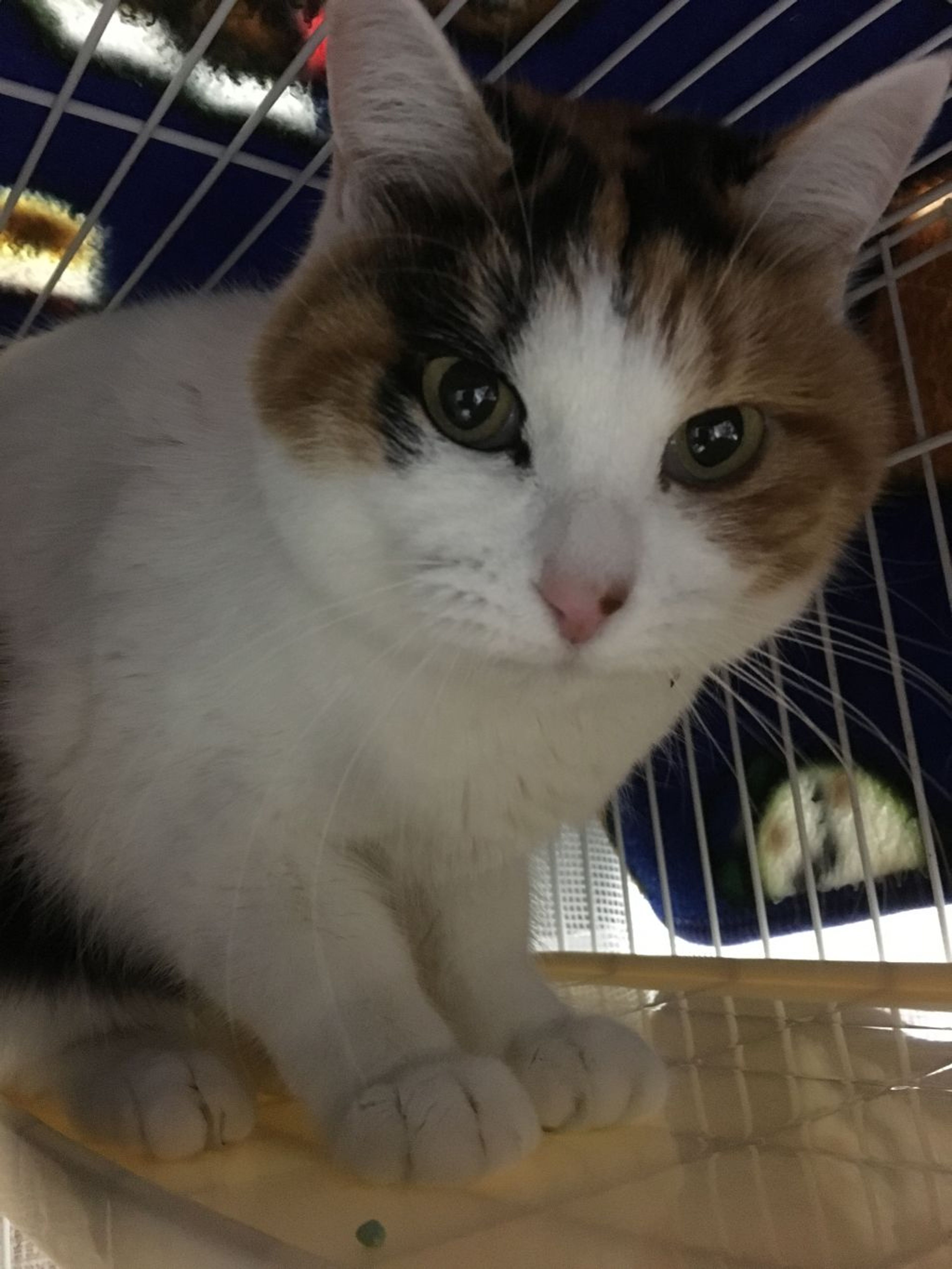 雑種（ミックス猫）・メスの里親募集の写真