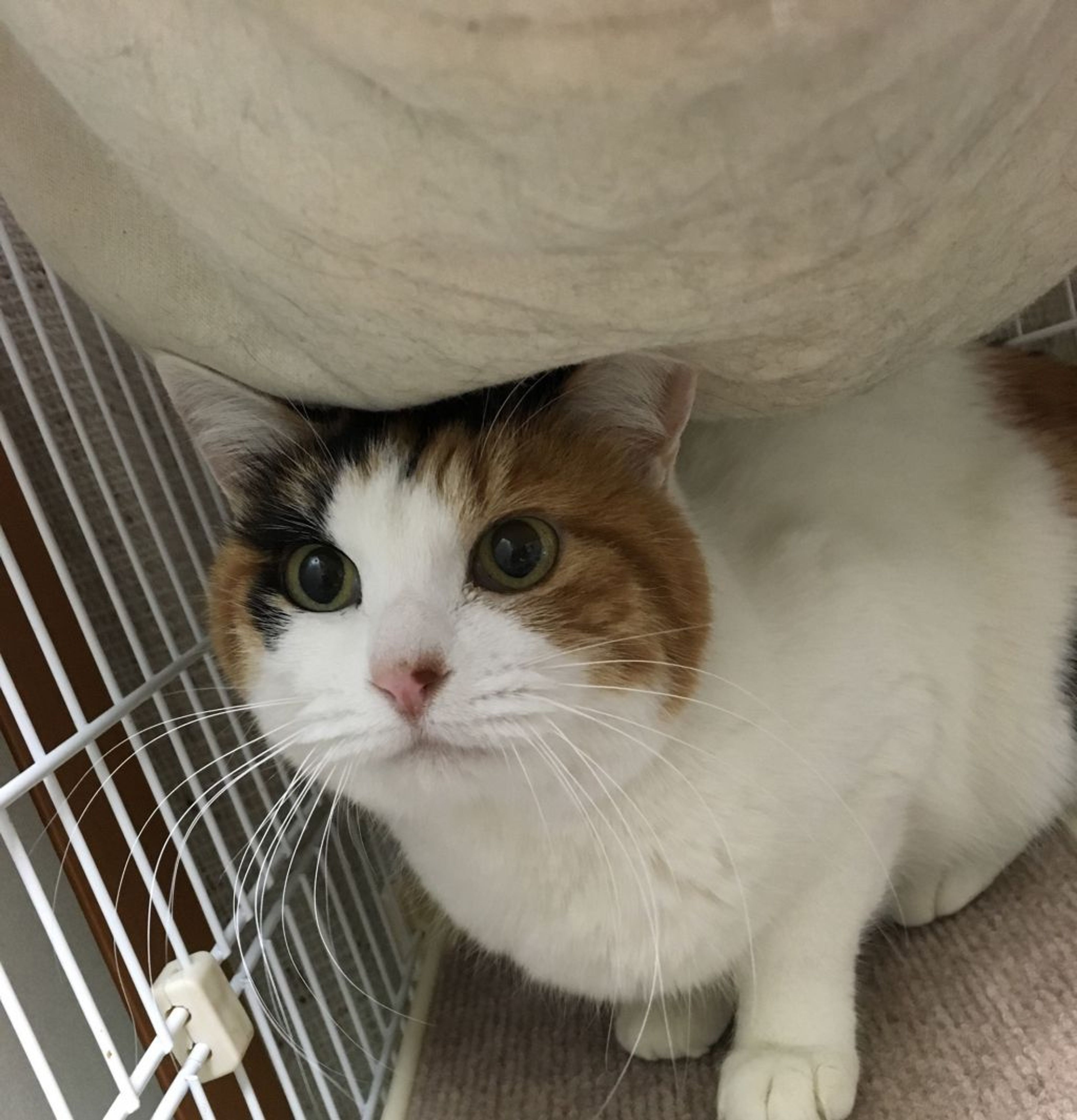 pet-image-2