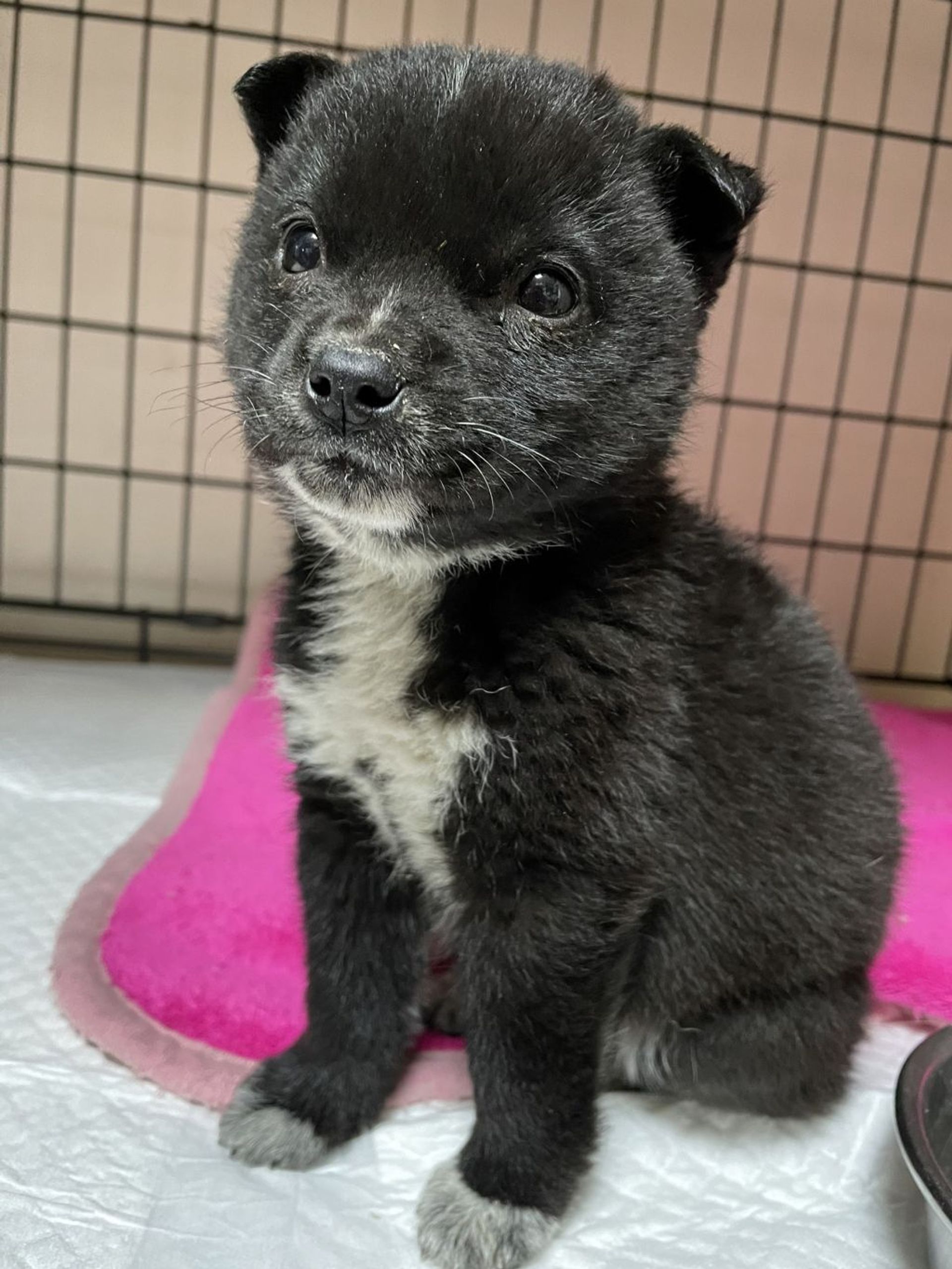 雑種（ミックス犬）・メスの里親募集の写真