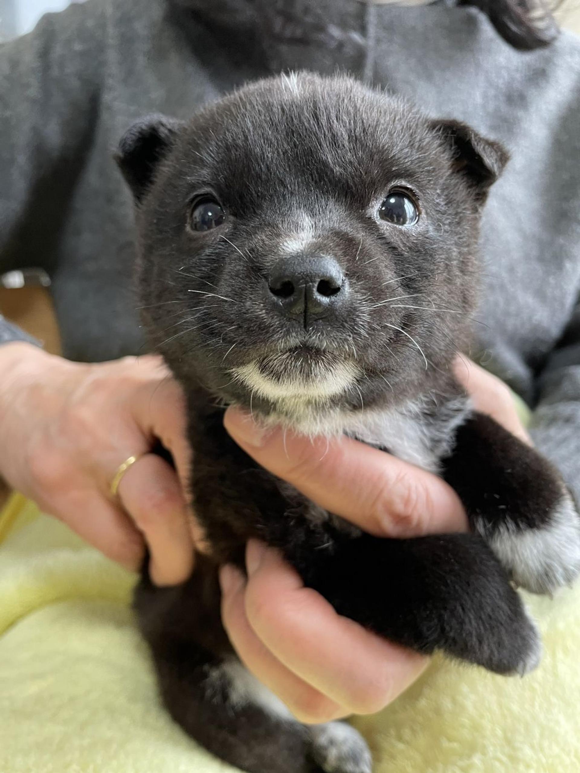 pet-image-4