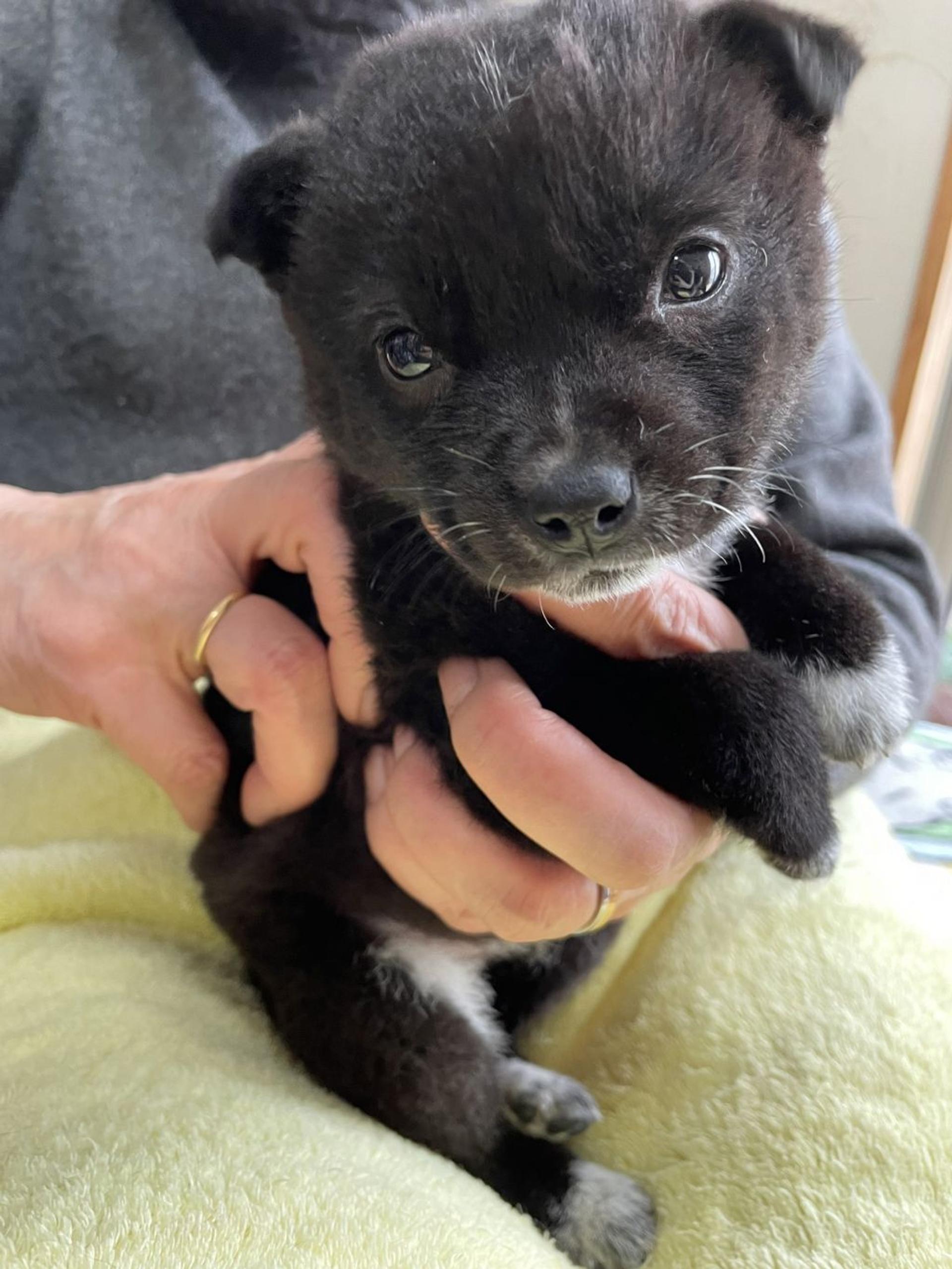 pet-image-5