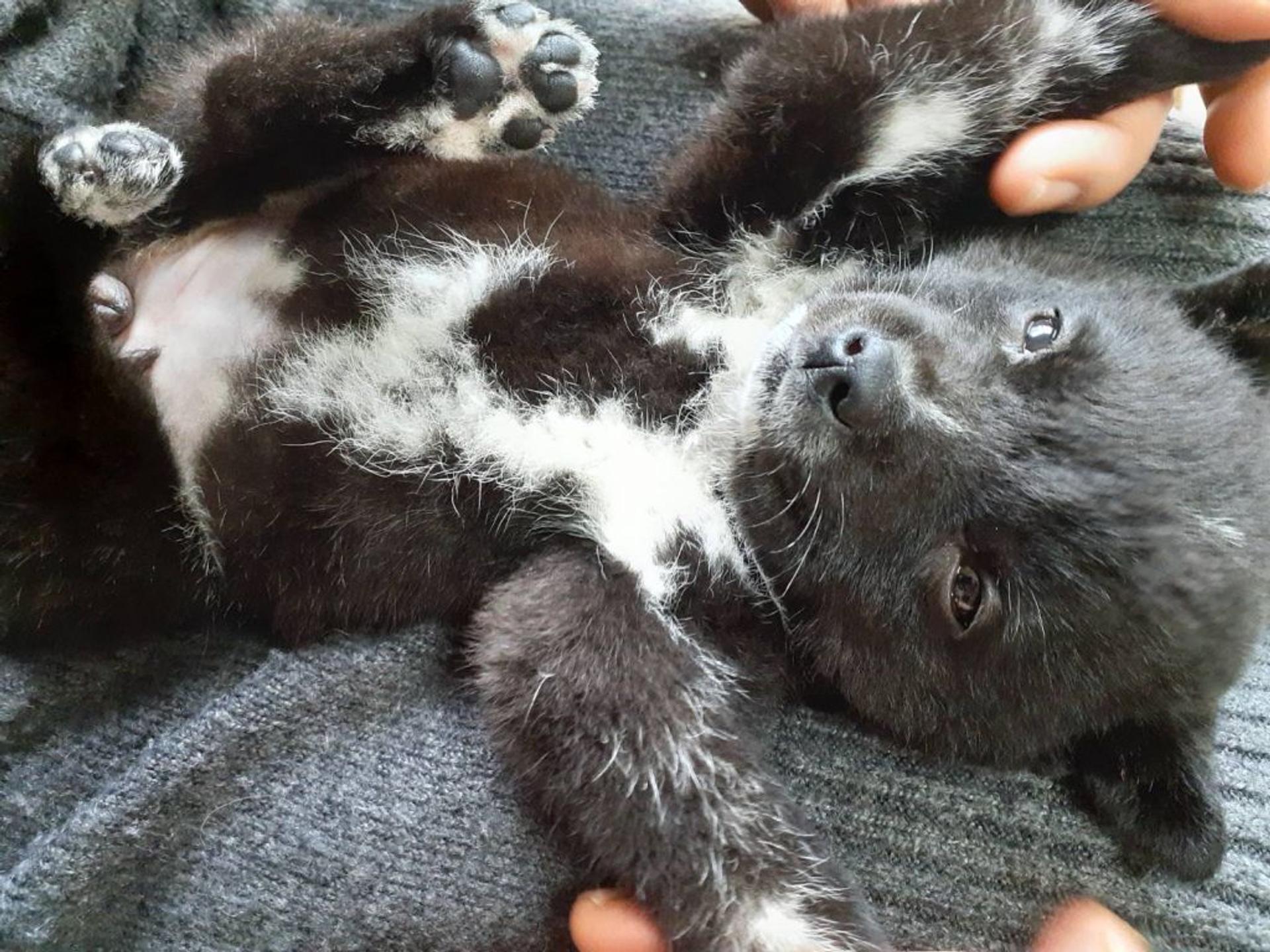pet-image-6