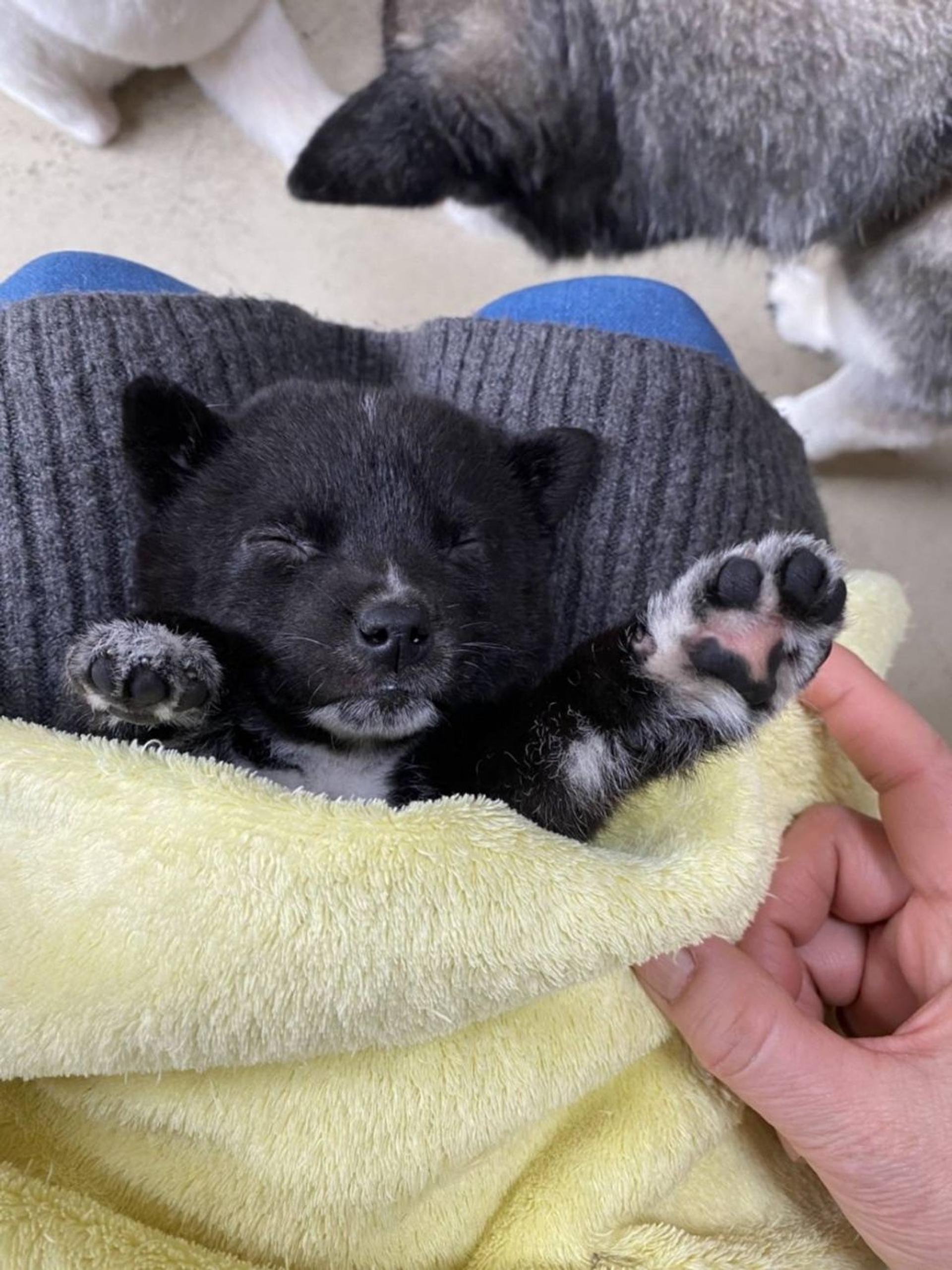 pet-image-7