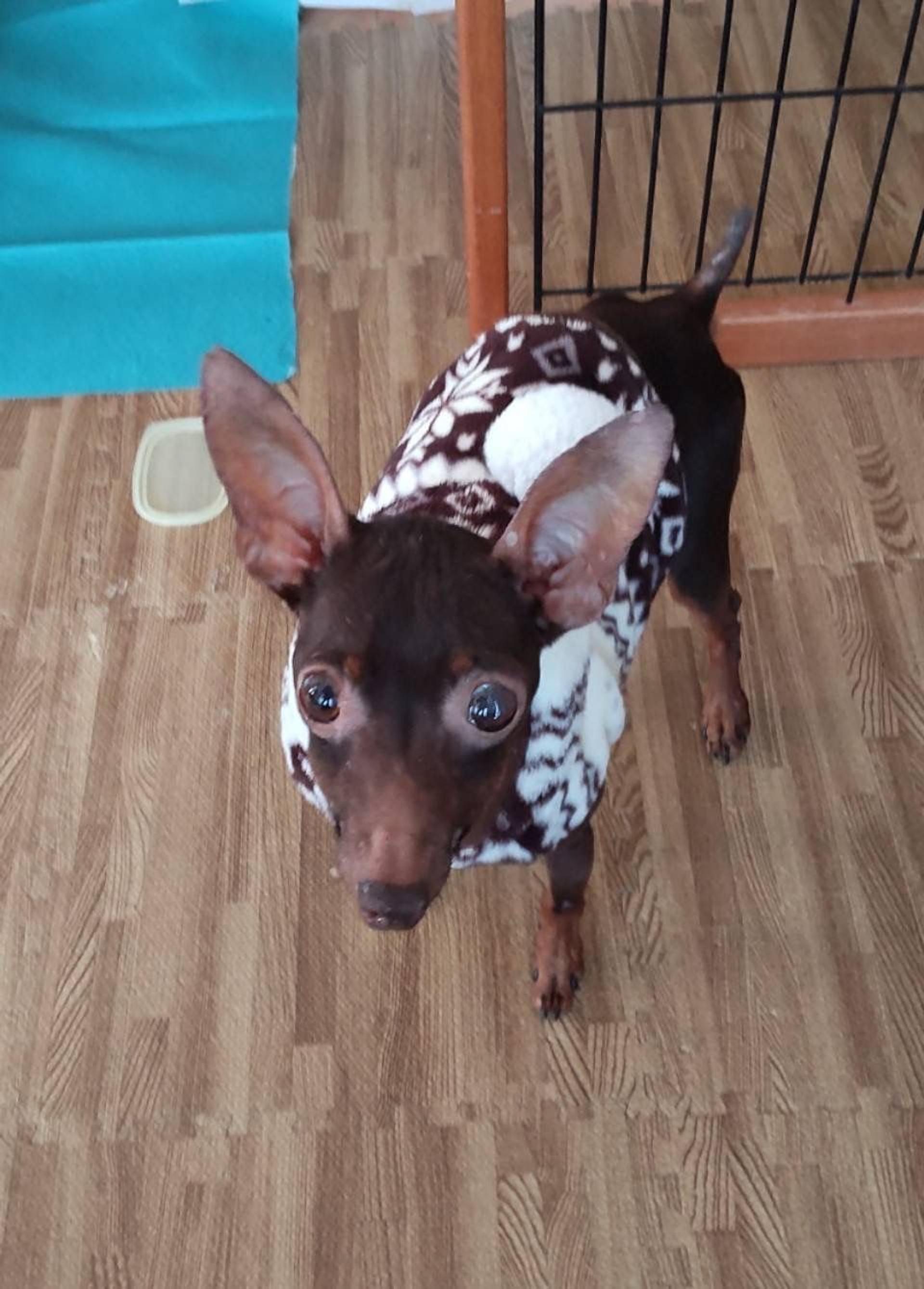 pet-image-2