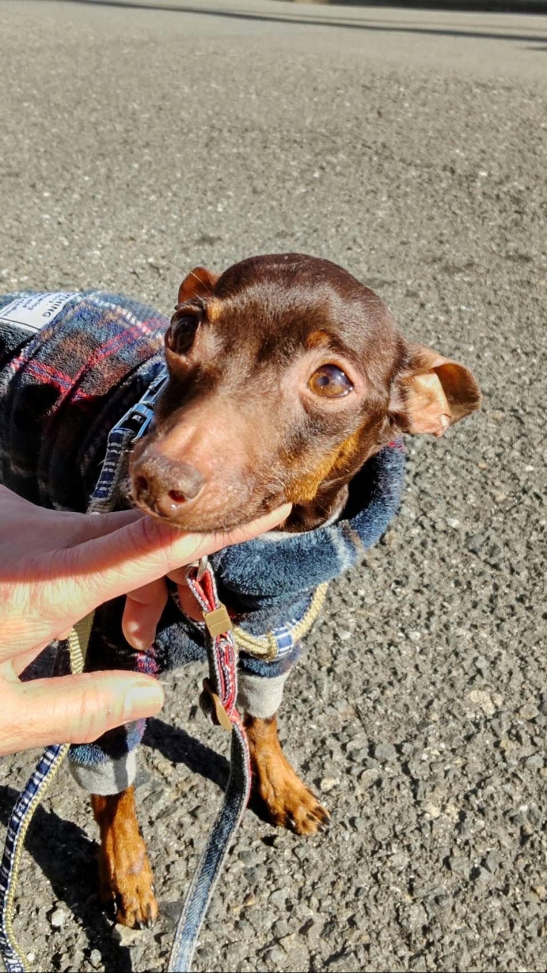 pet-image-4