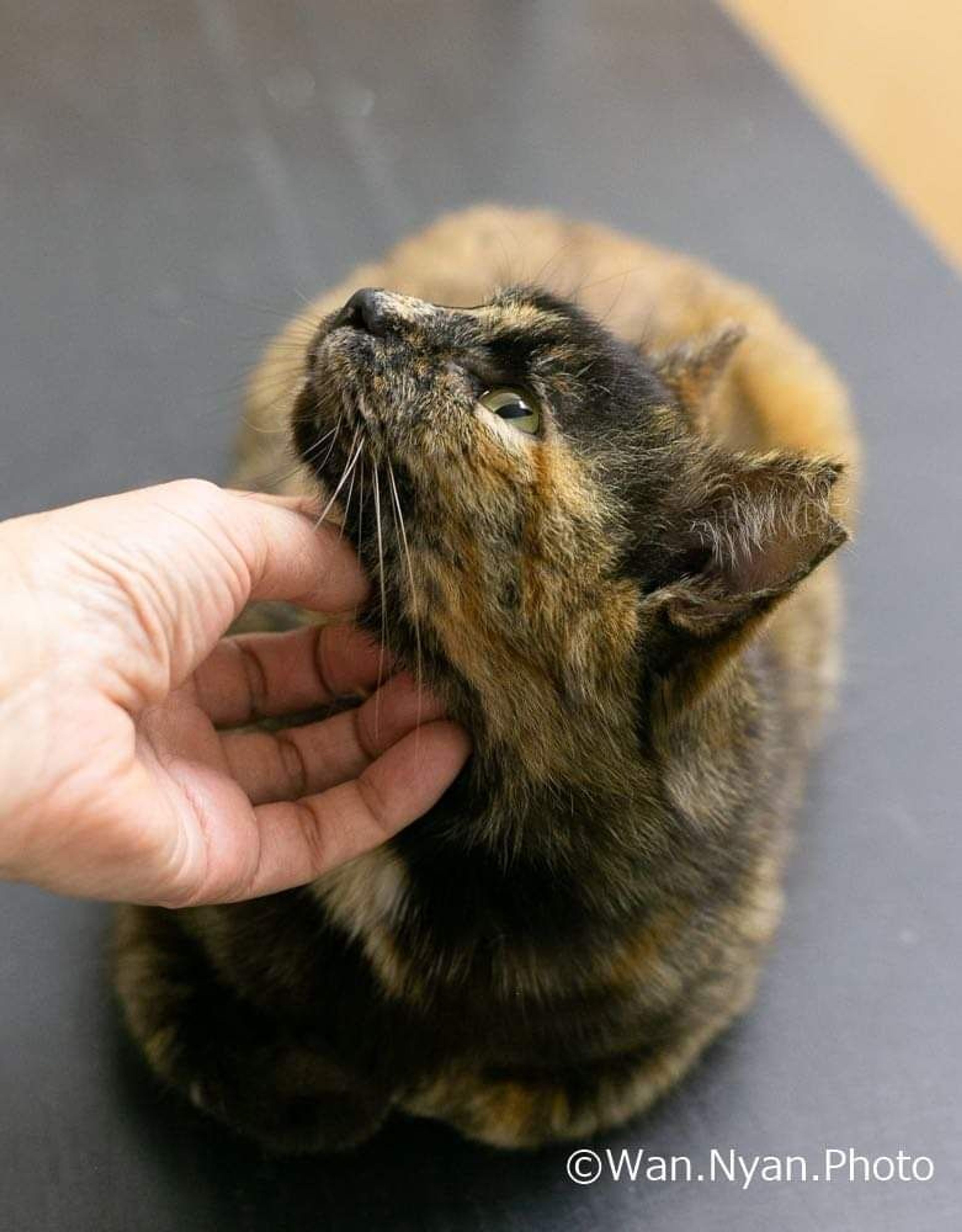 pet-image-2