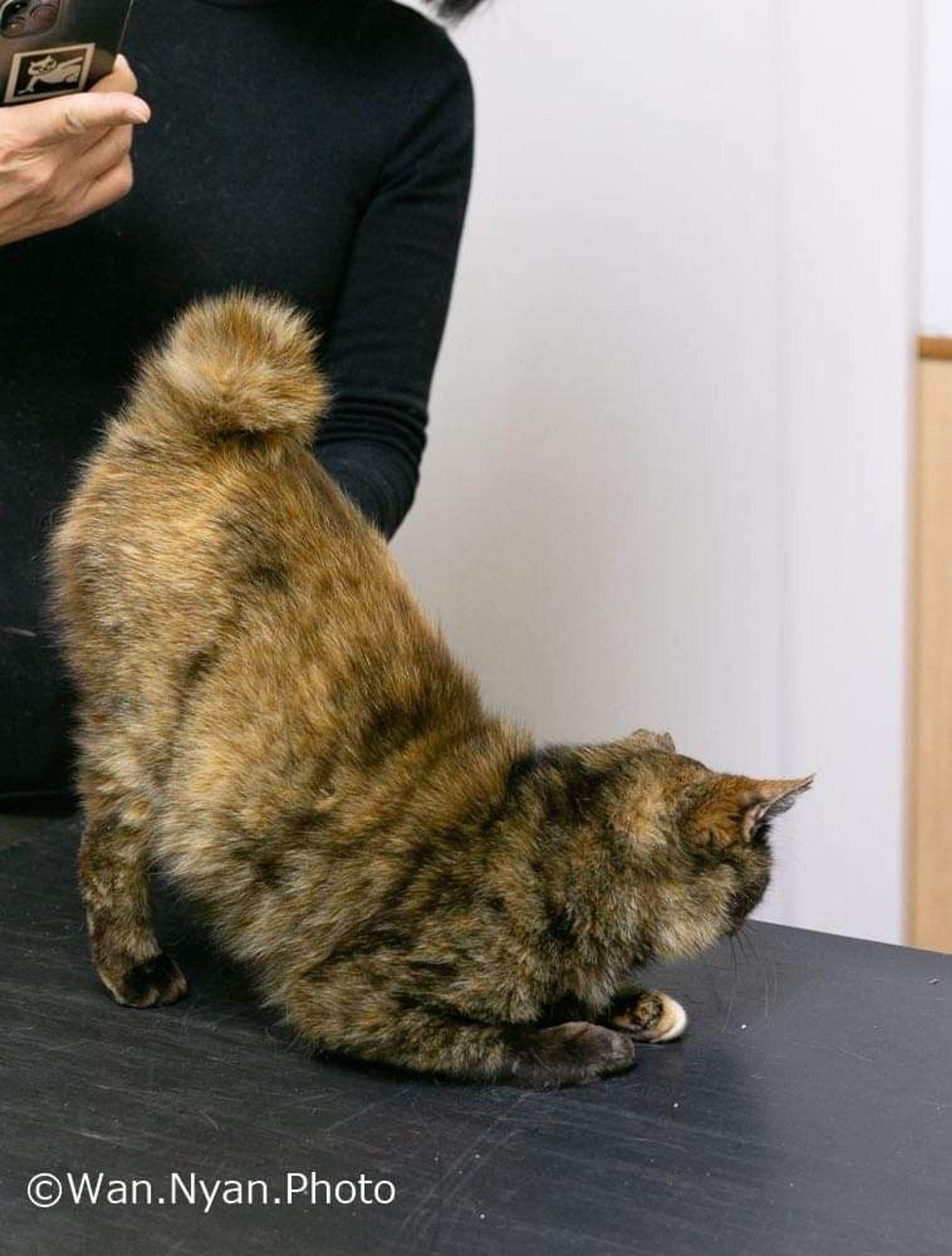 pet-image-3