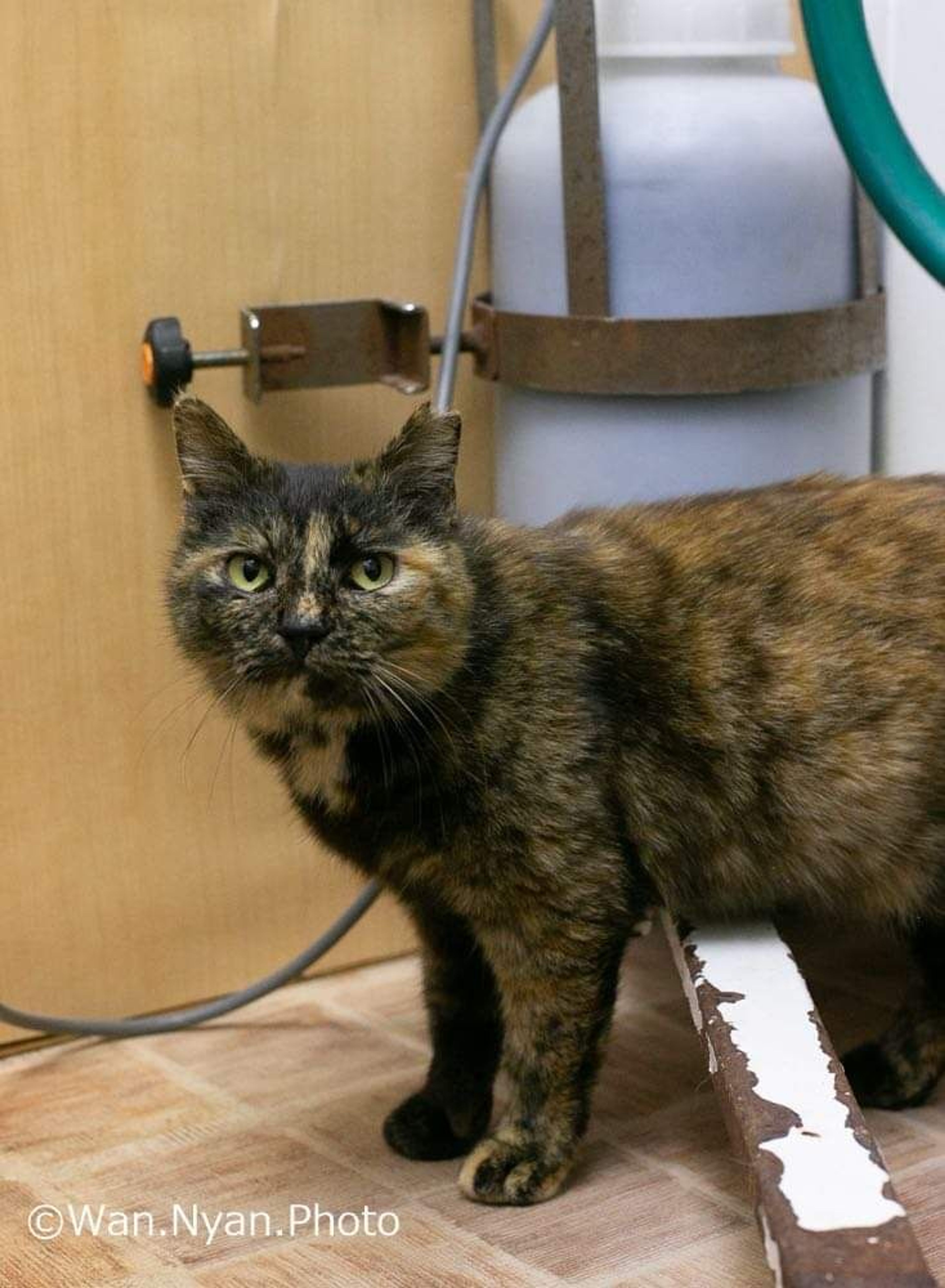 pet-image-4