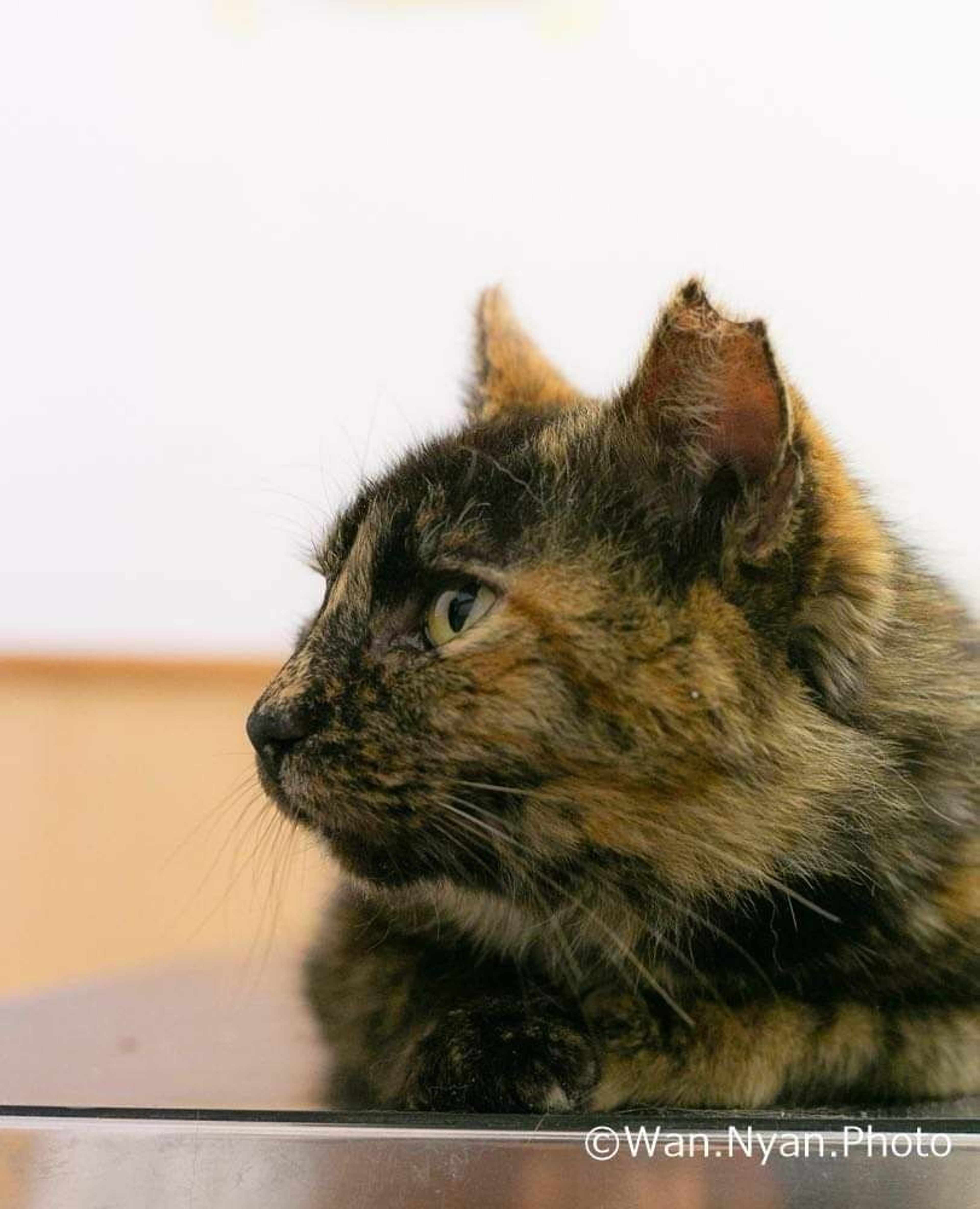 pet-image-7