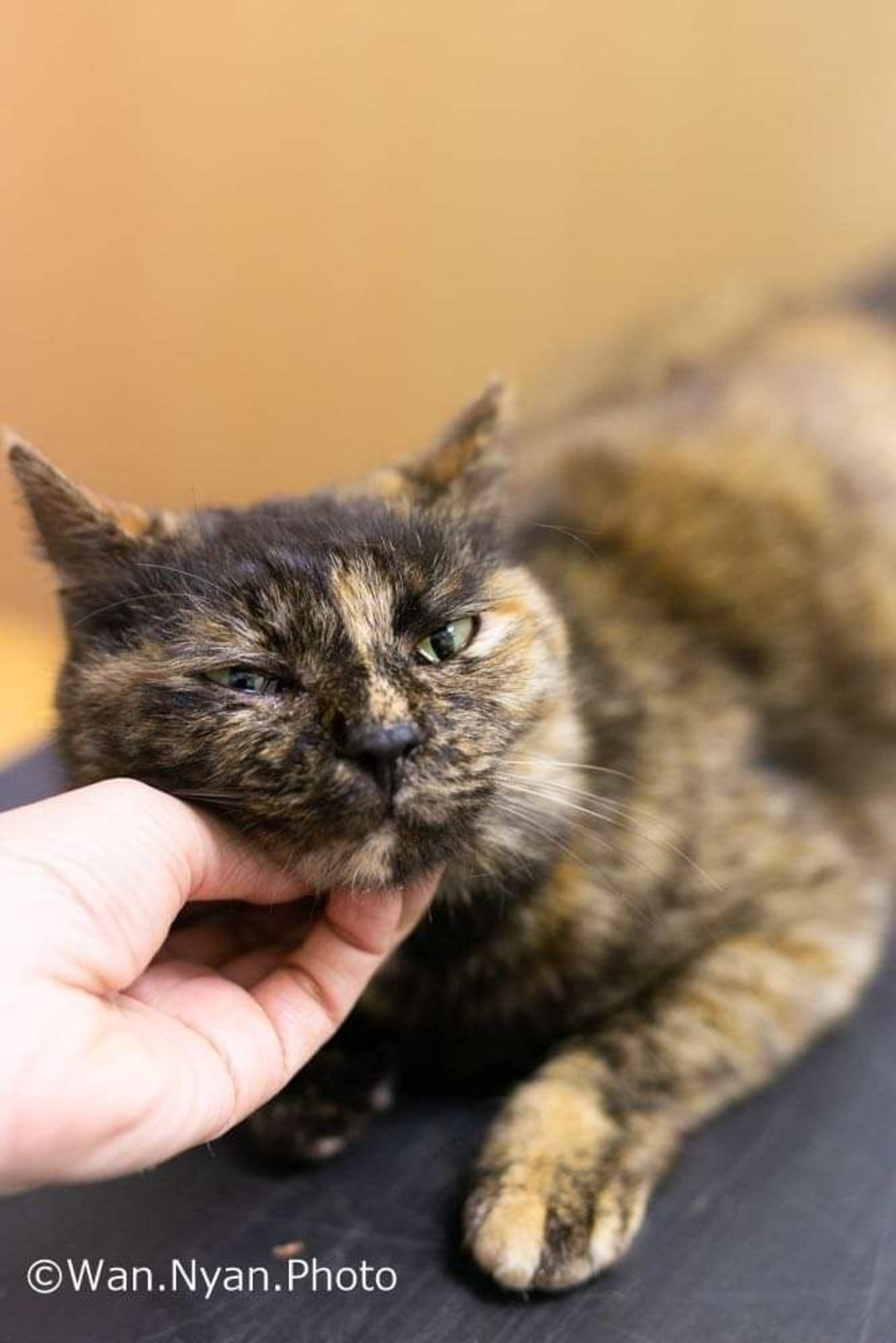 pet-image-8