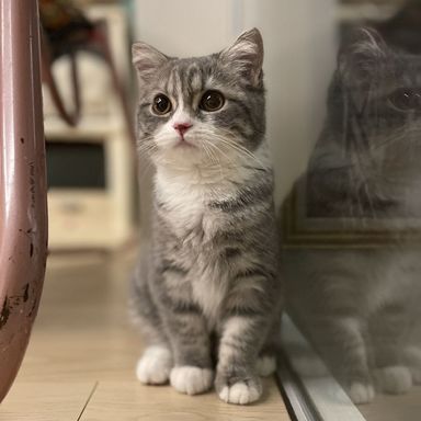 シナモンの写真
