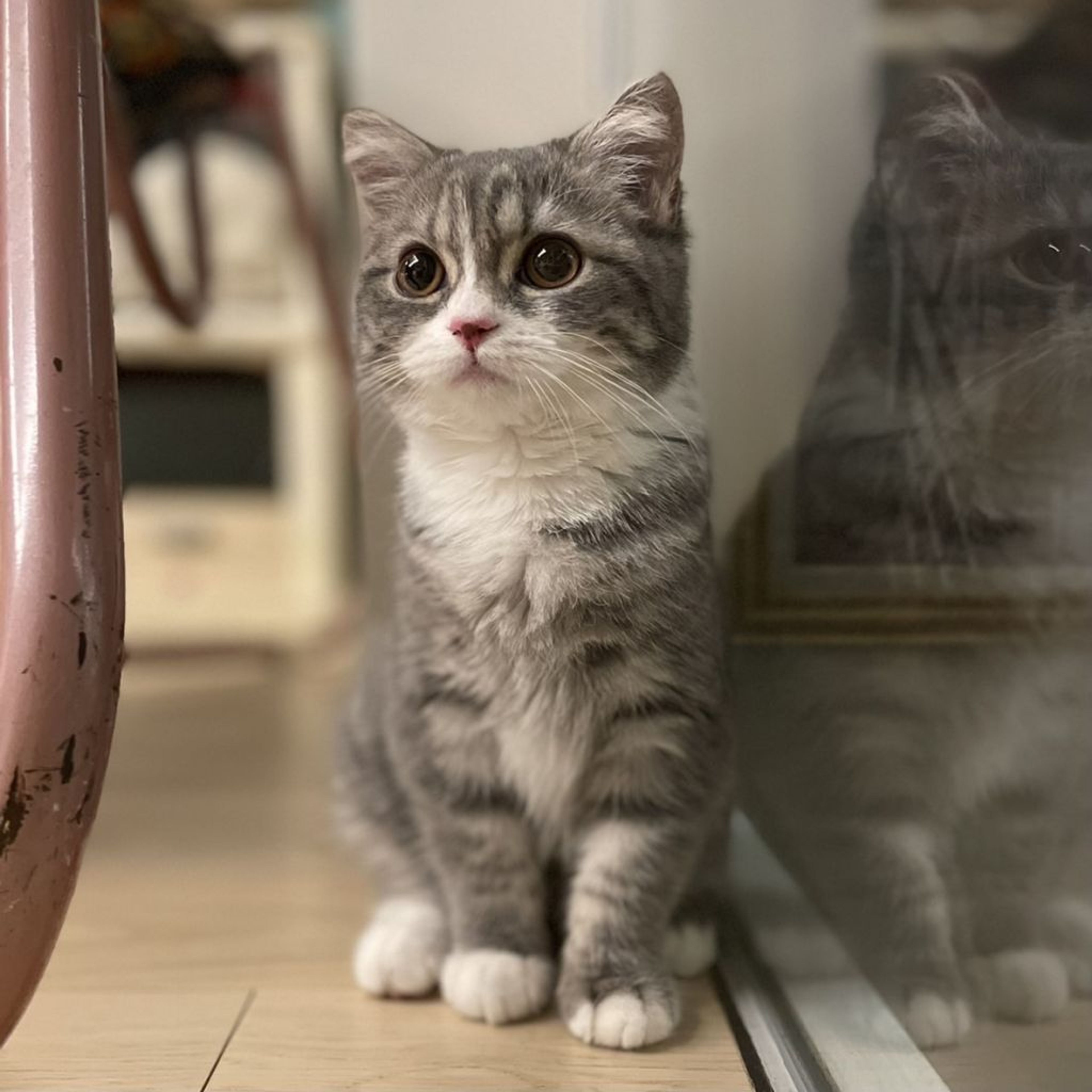 スコティッシュフォールド・メスの里親募集の写真