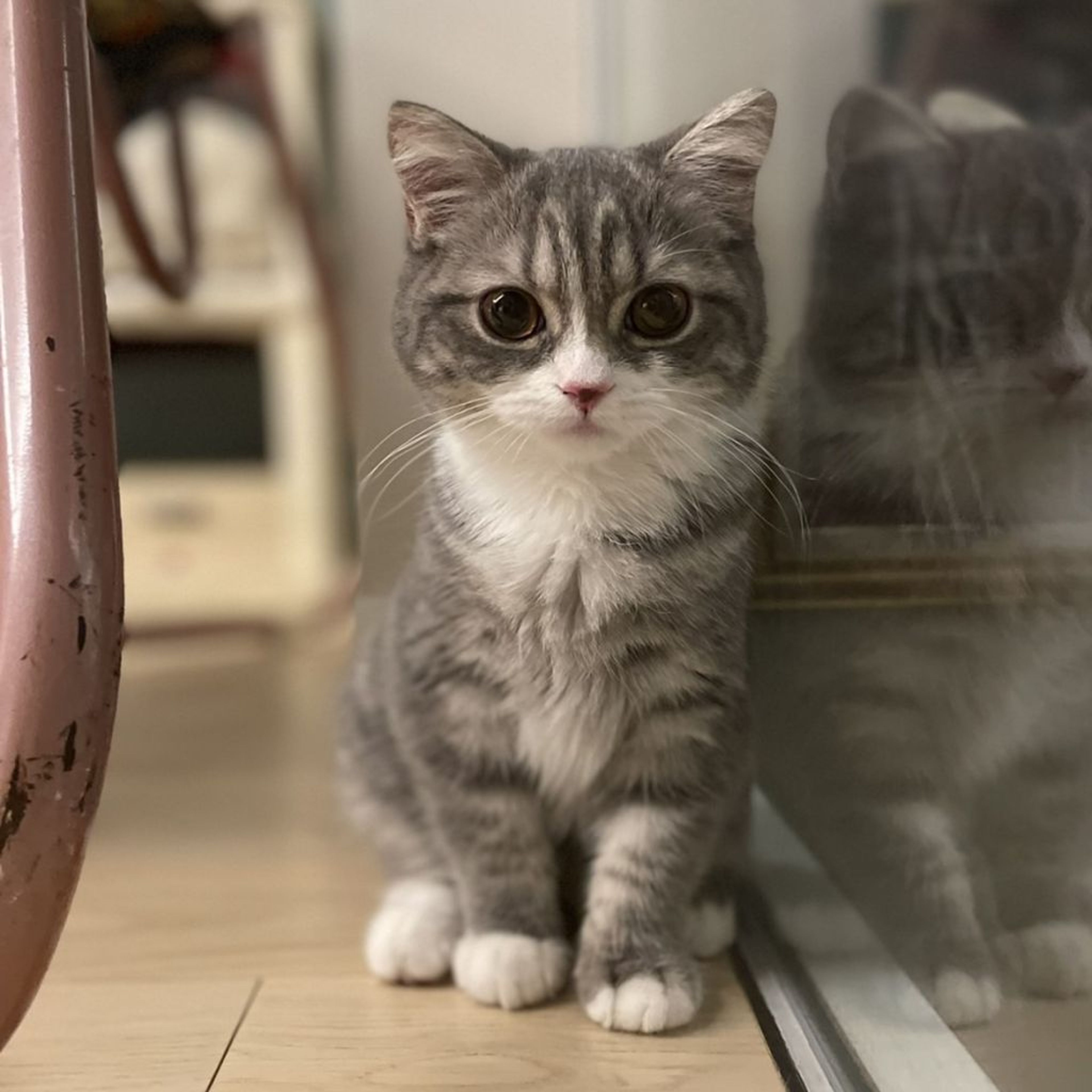 pet-image-2