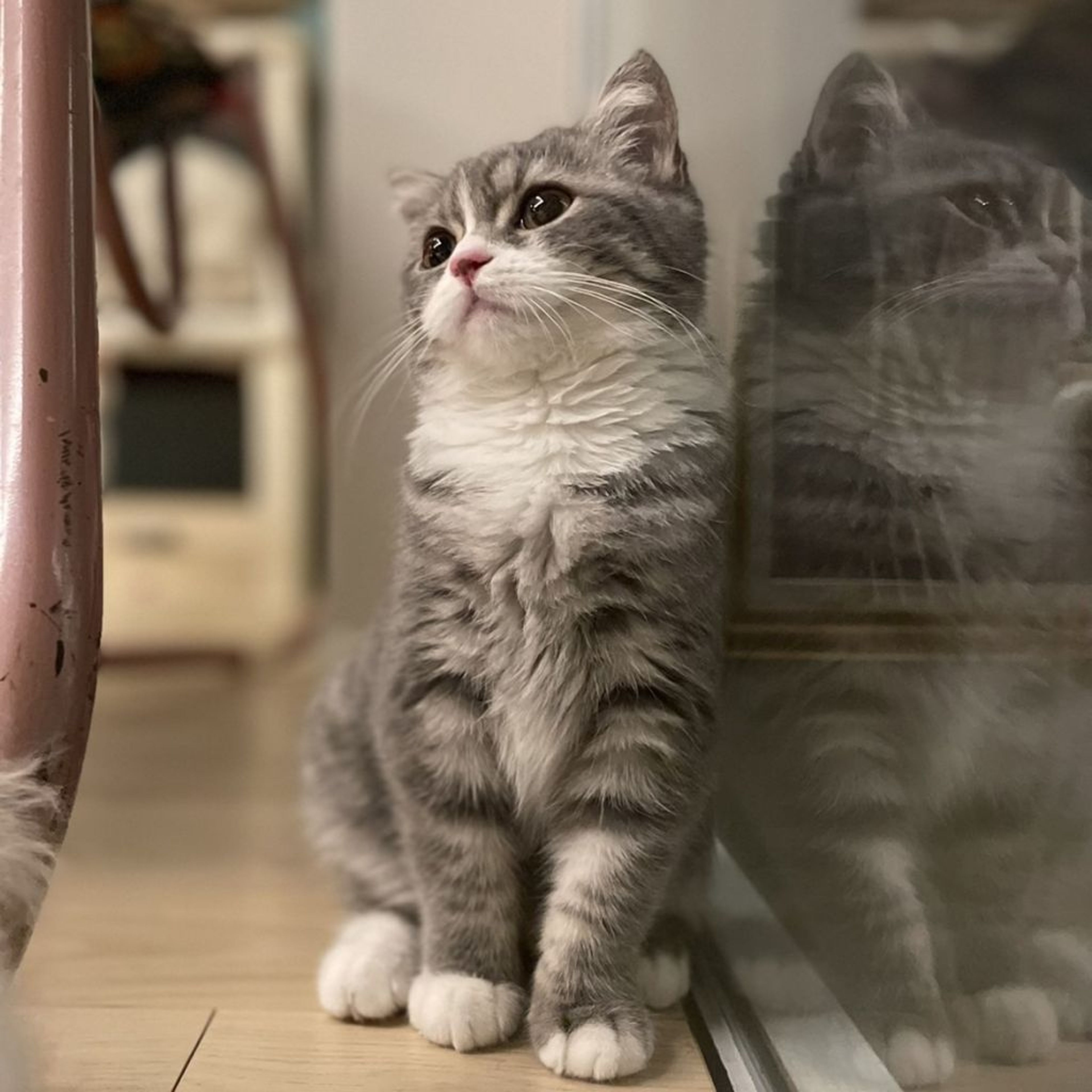 pet-image-4