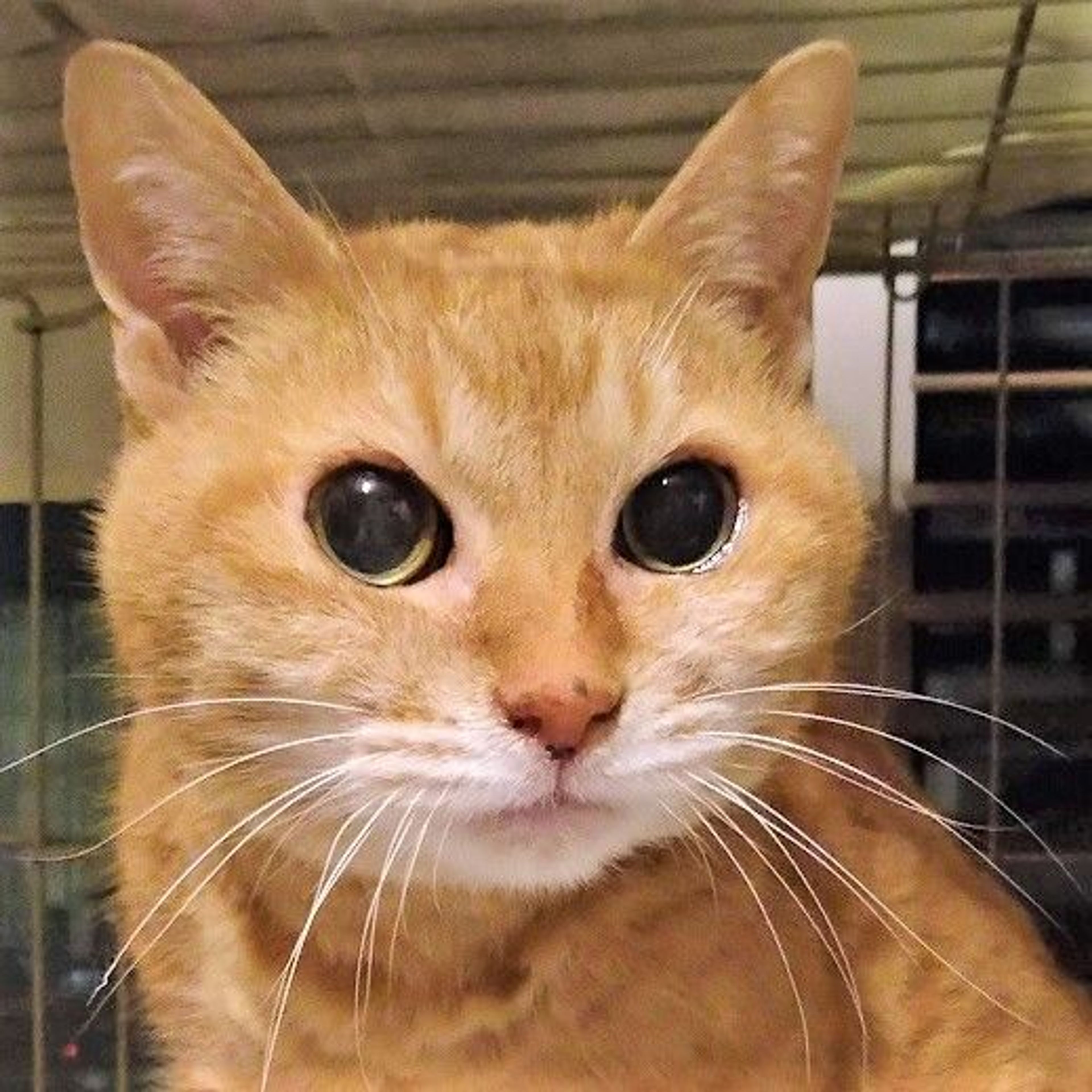 雑種（ミックス猫）・メスの里親募集の写真