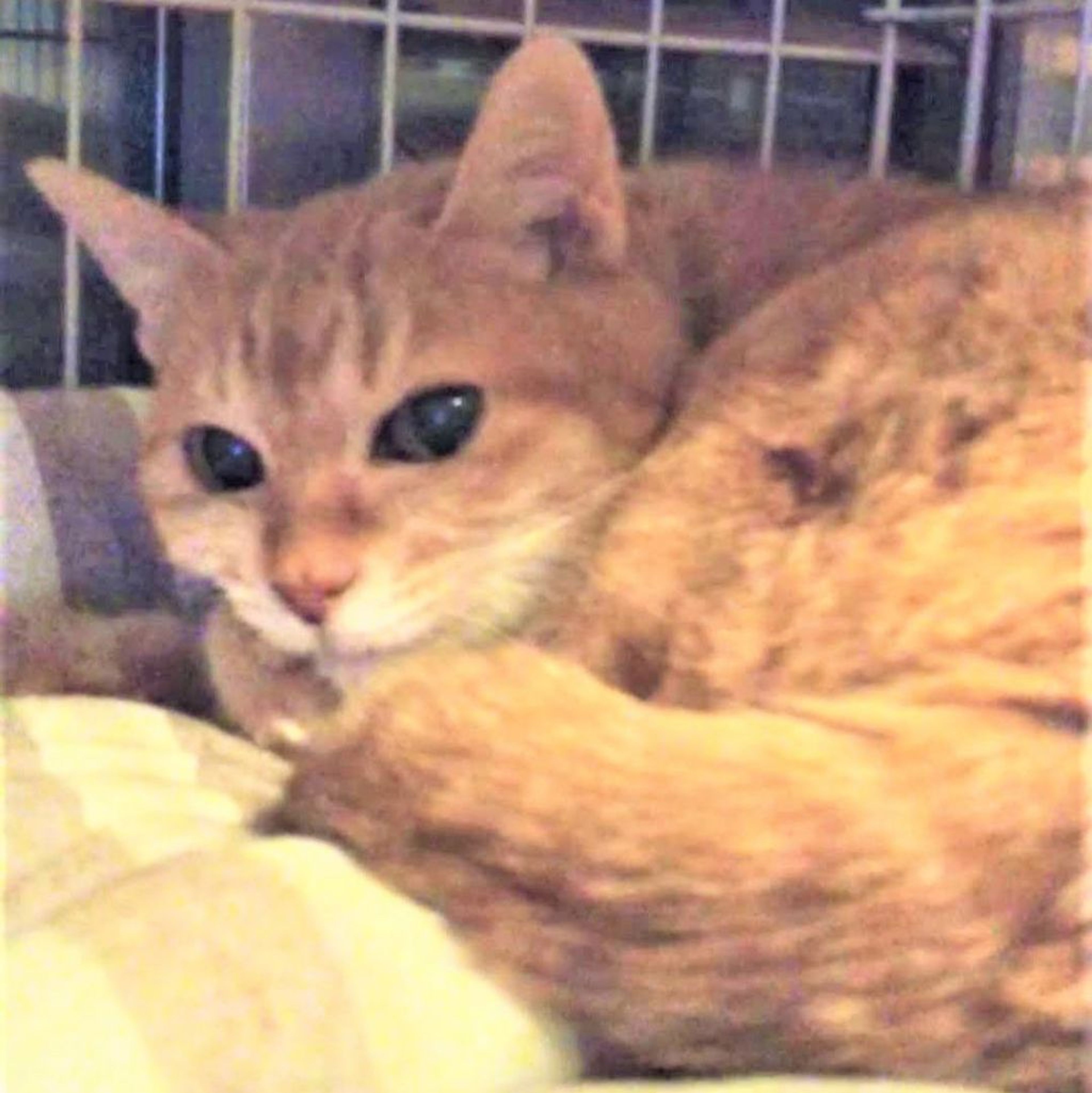 pet-image-3