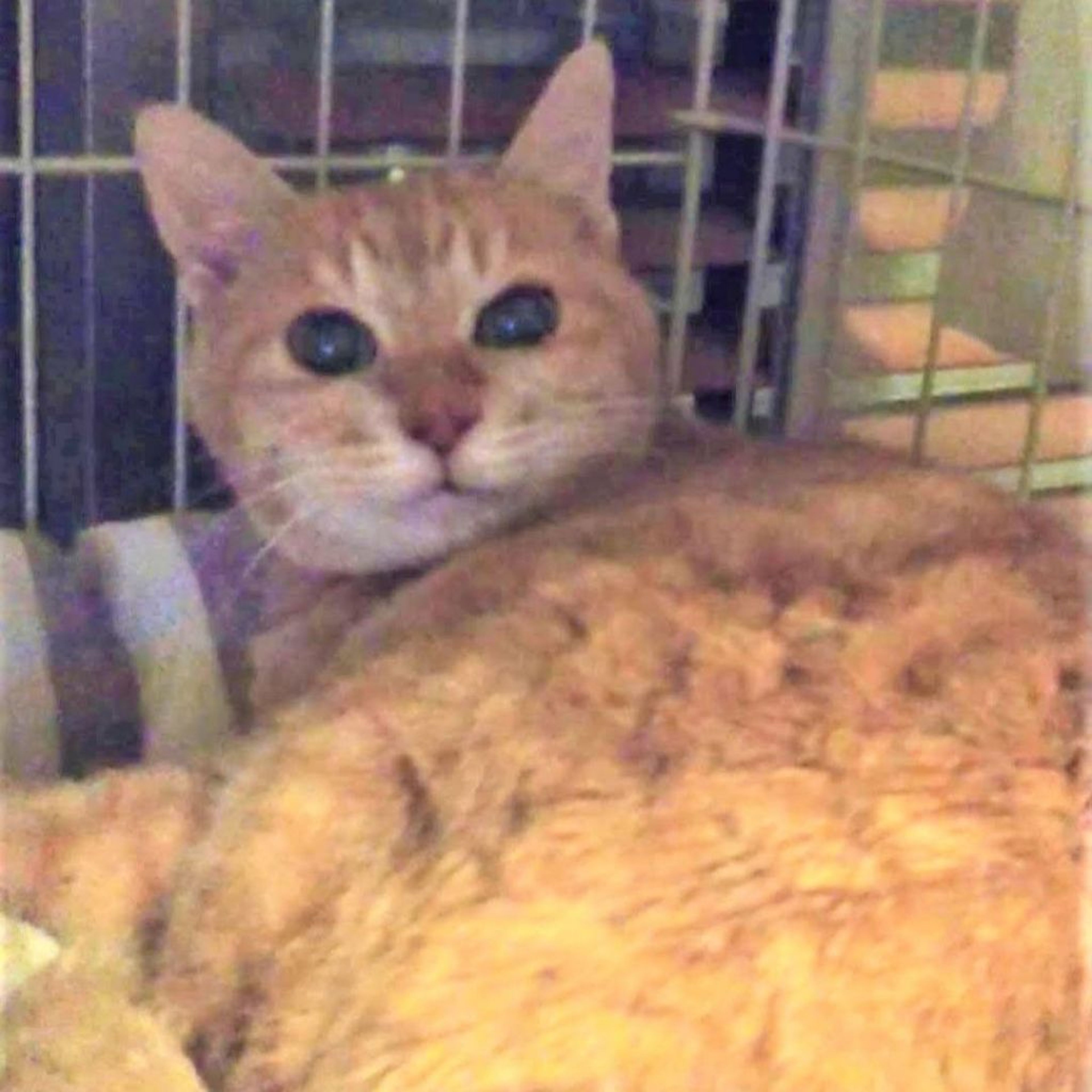 pet-image-4