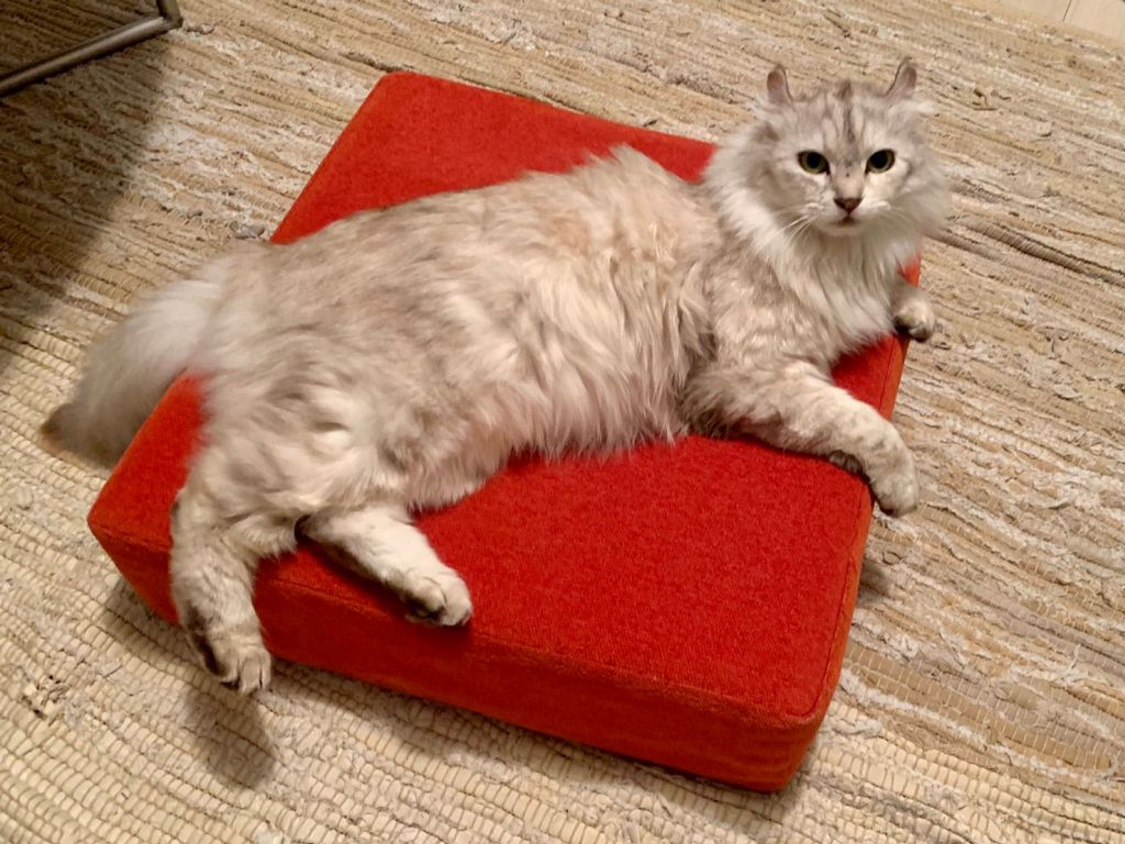 pet-image-6