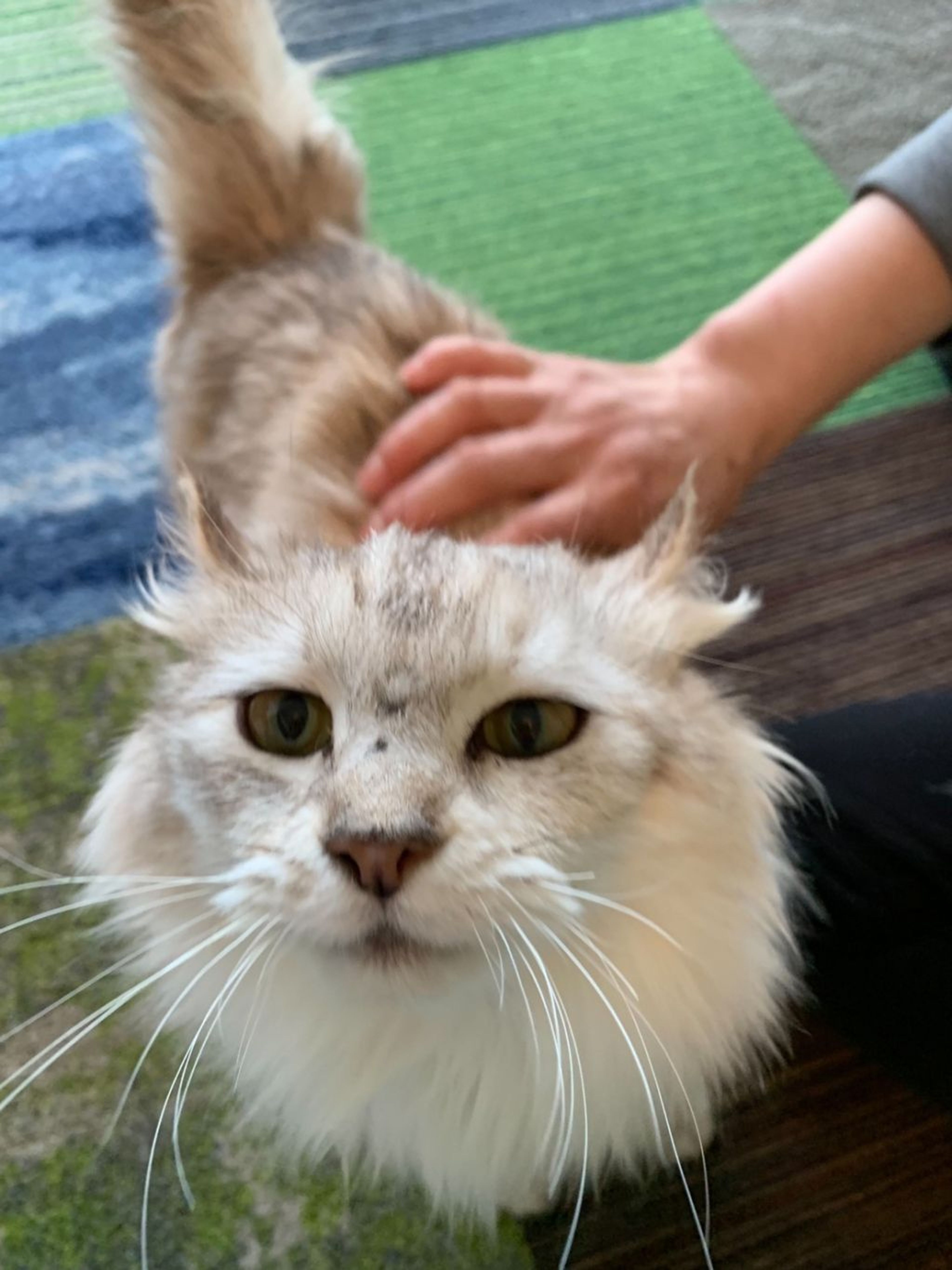 pet-image-8
