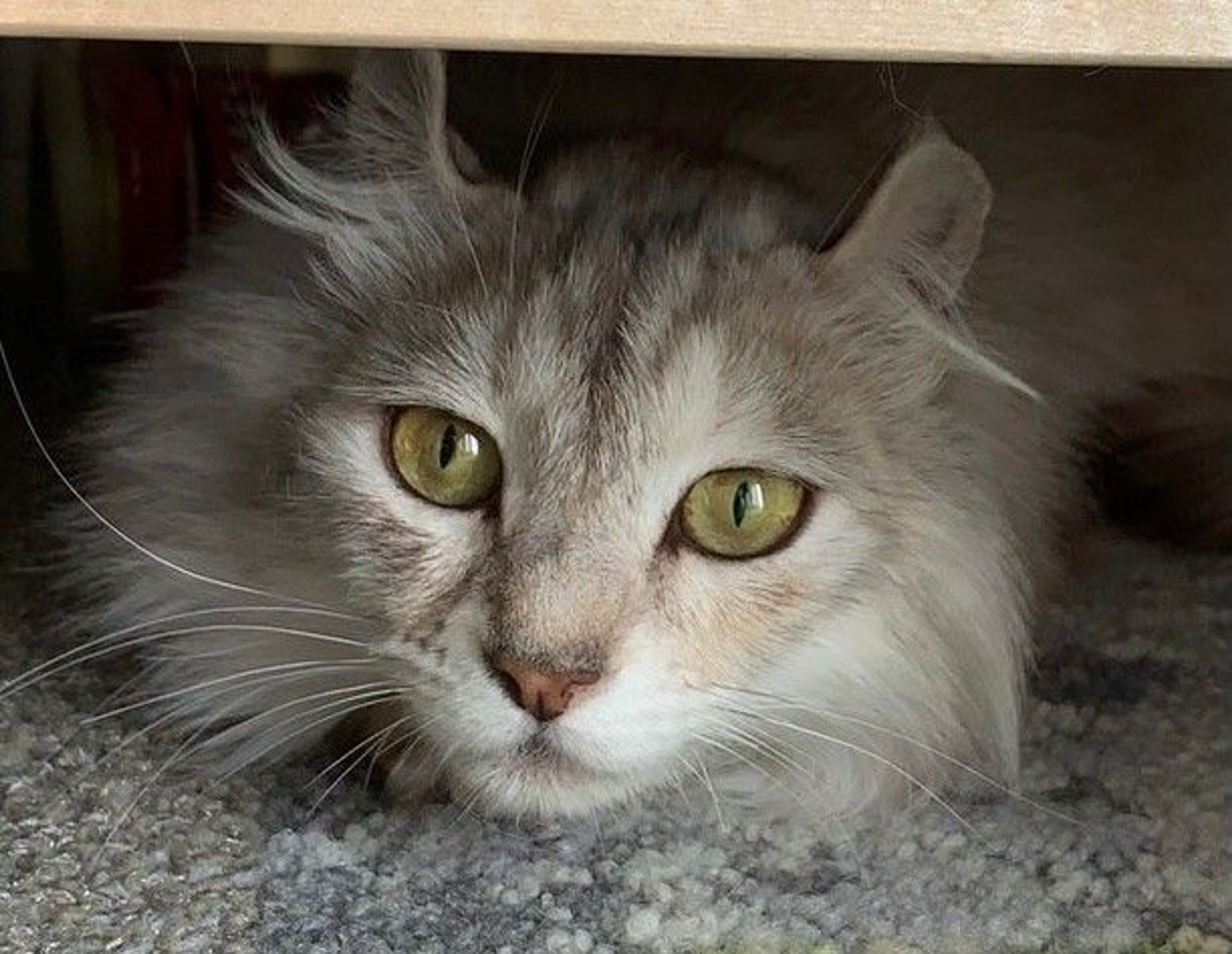 pet-image-9