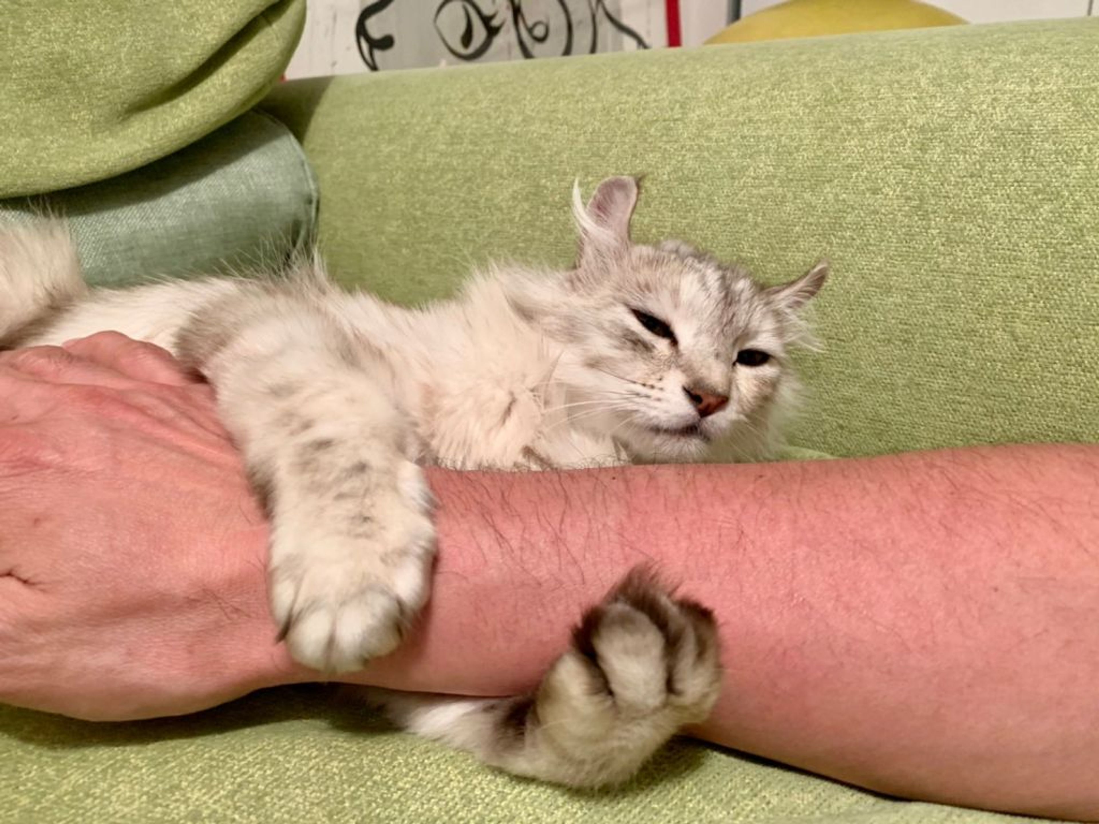pet-image-5