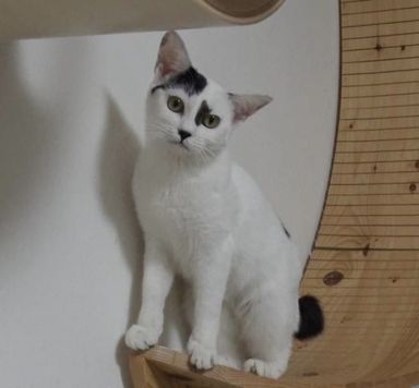 豆大福の写真