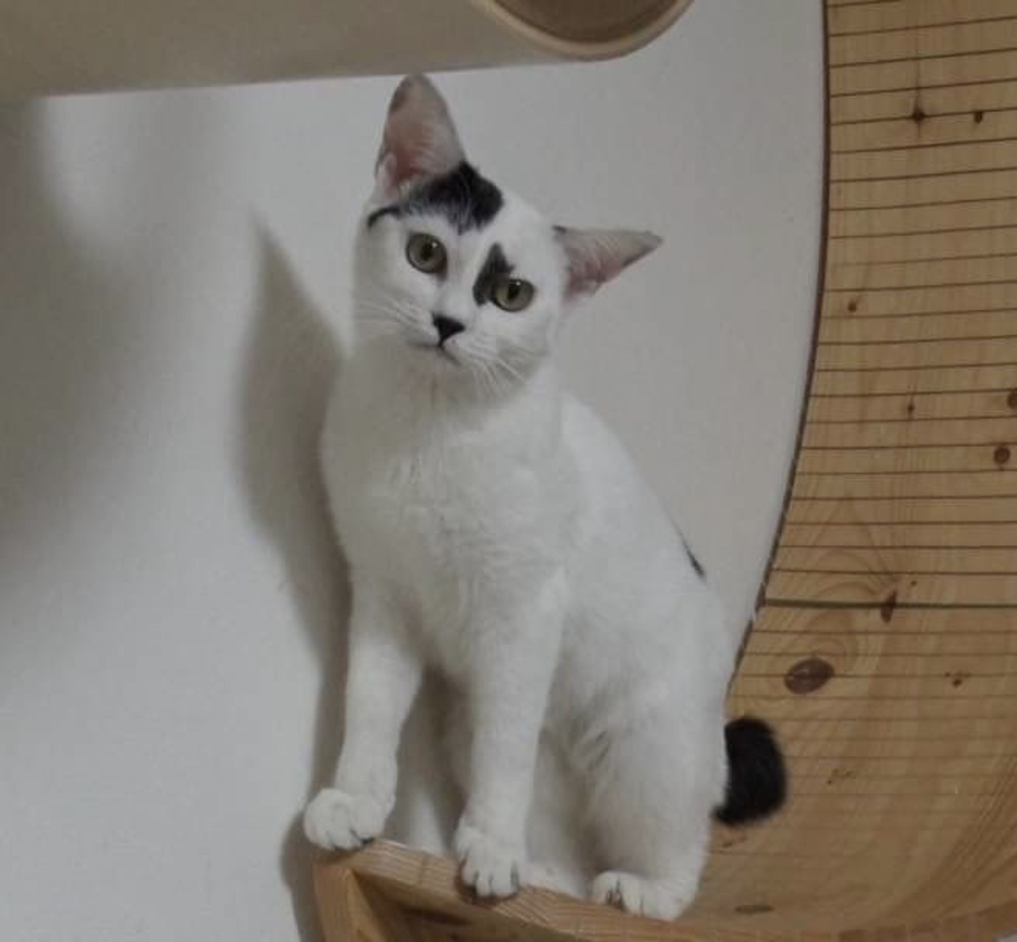 雑種（ミックス猫）・メスの里親募集の写真