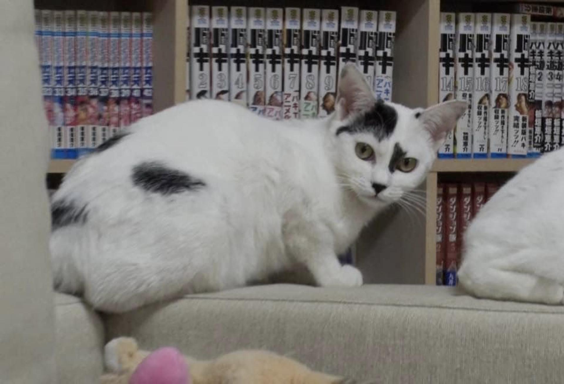 pet-image-2
