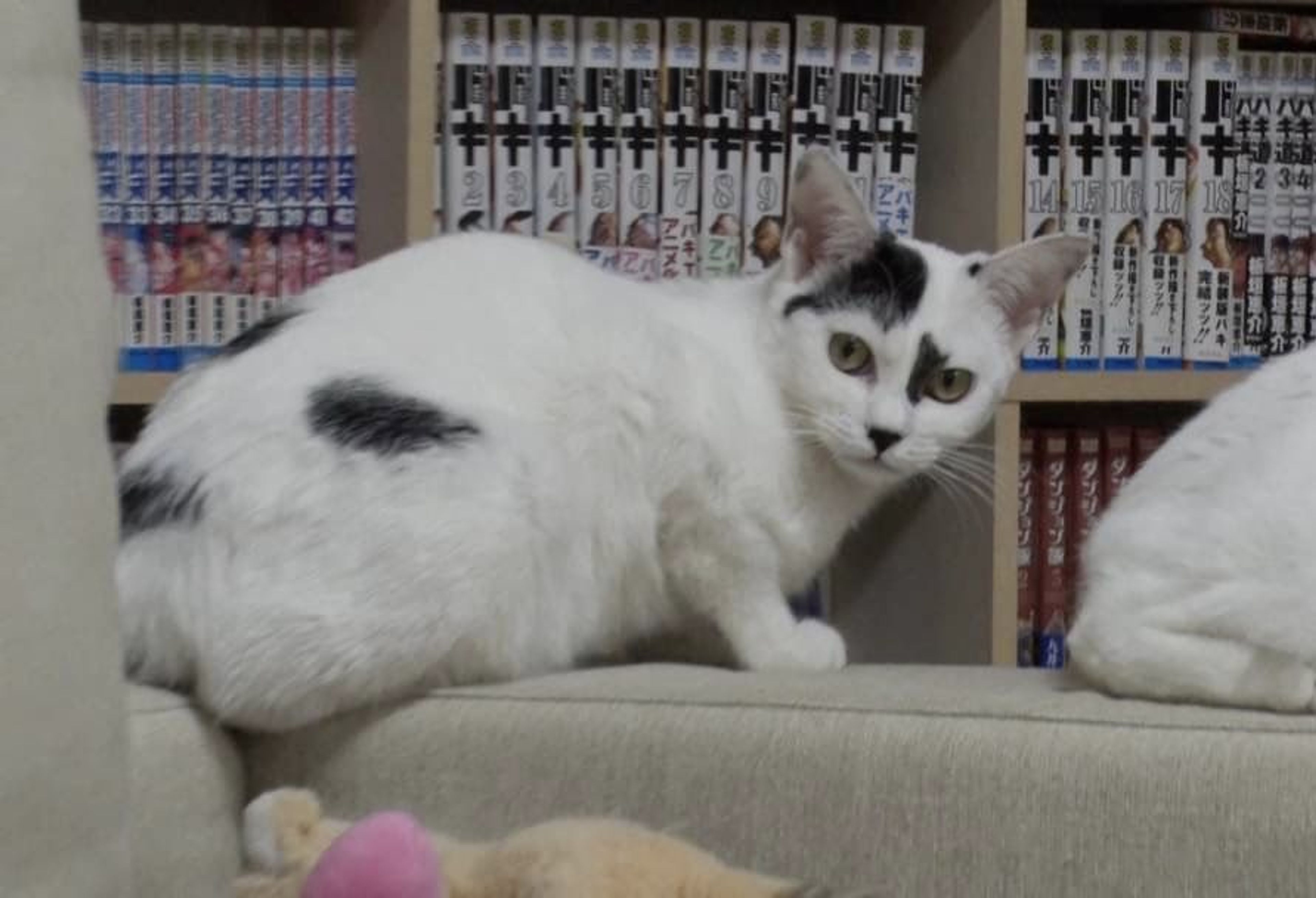 pet-image-2