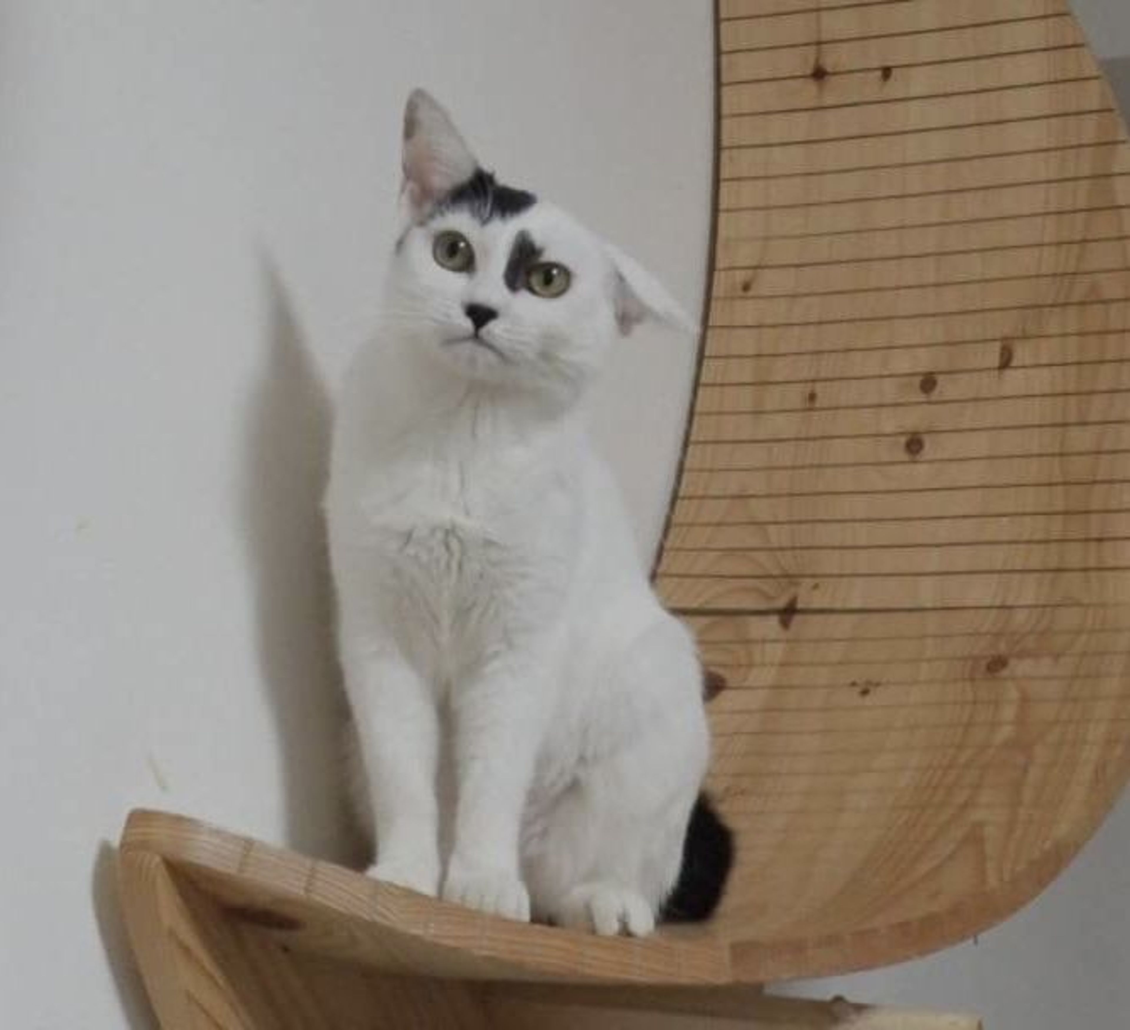 pet-image-3