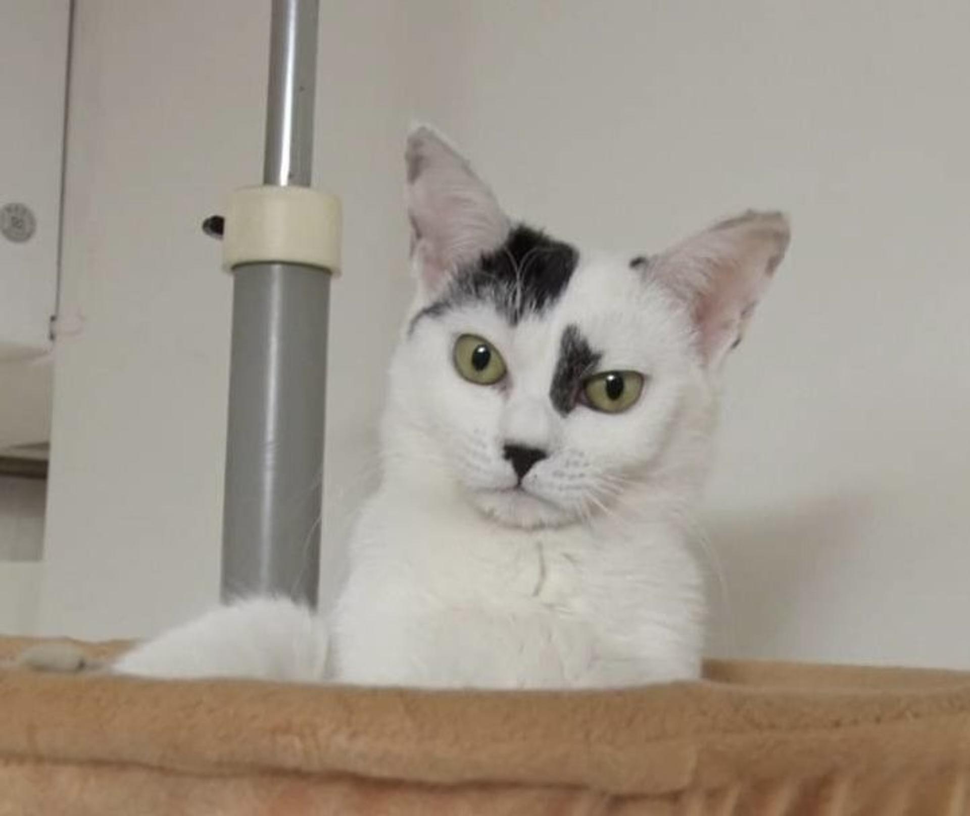 pet-image-4