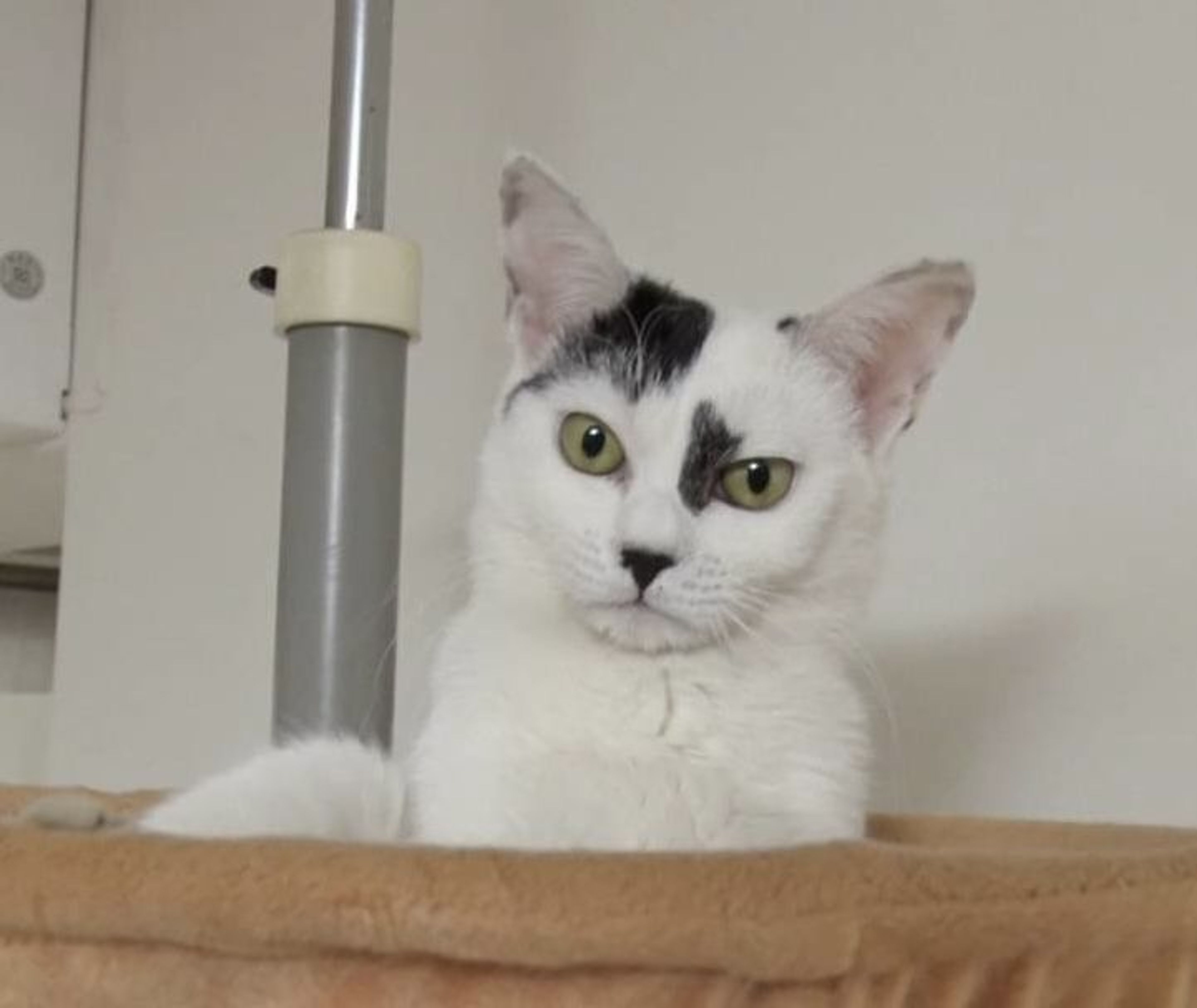 pet-image-4